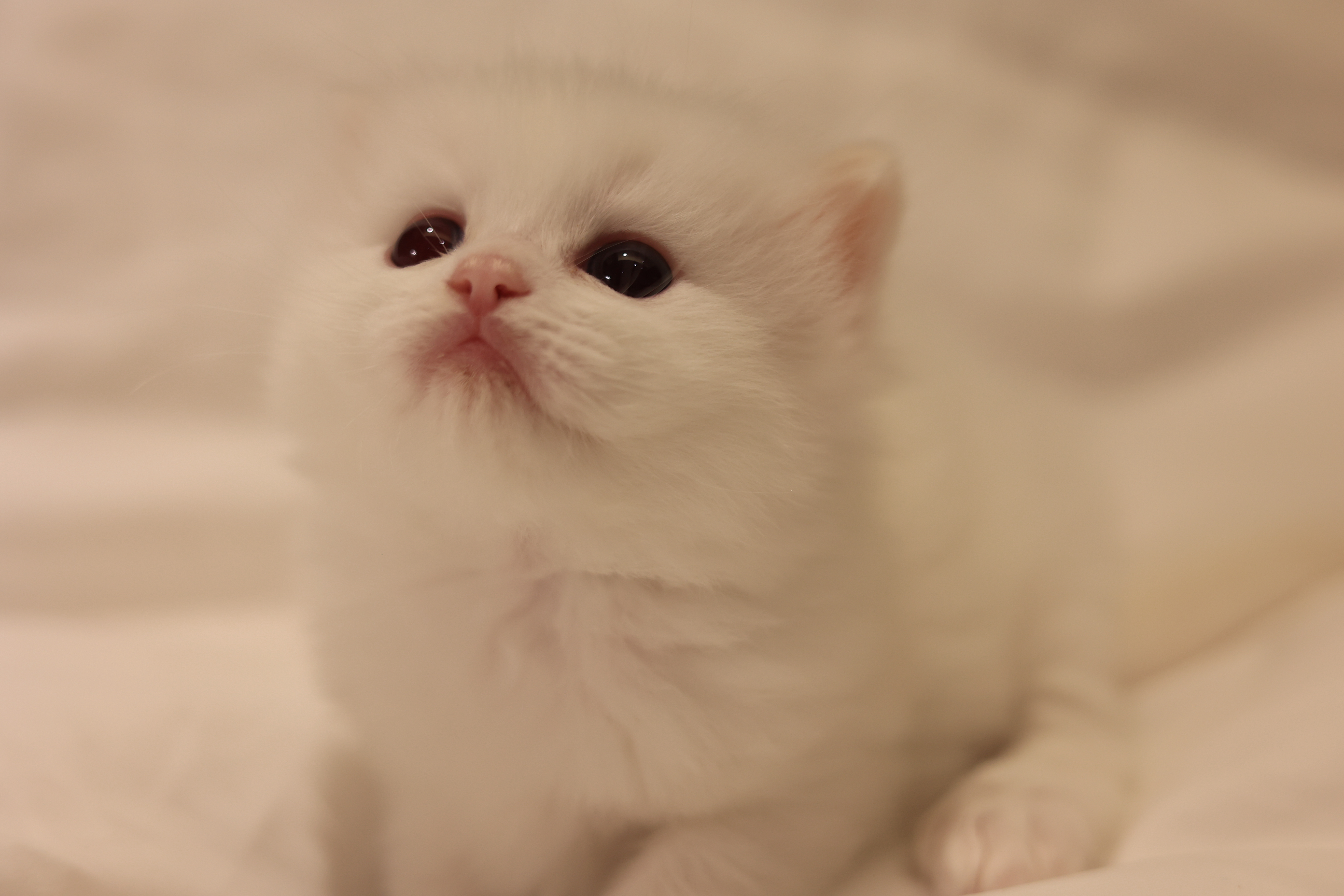 拿铁 照片 6