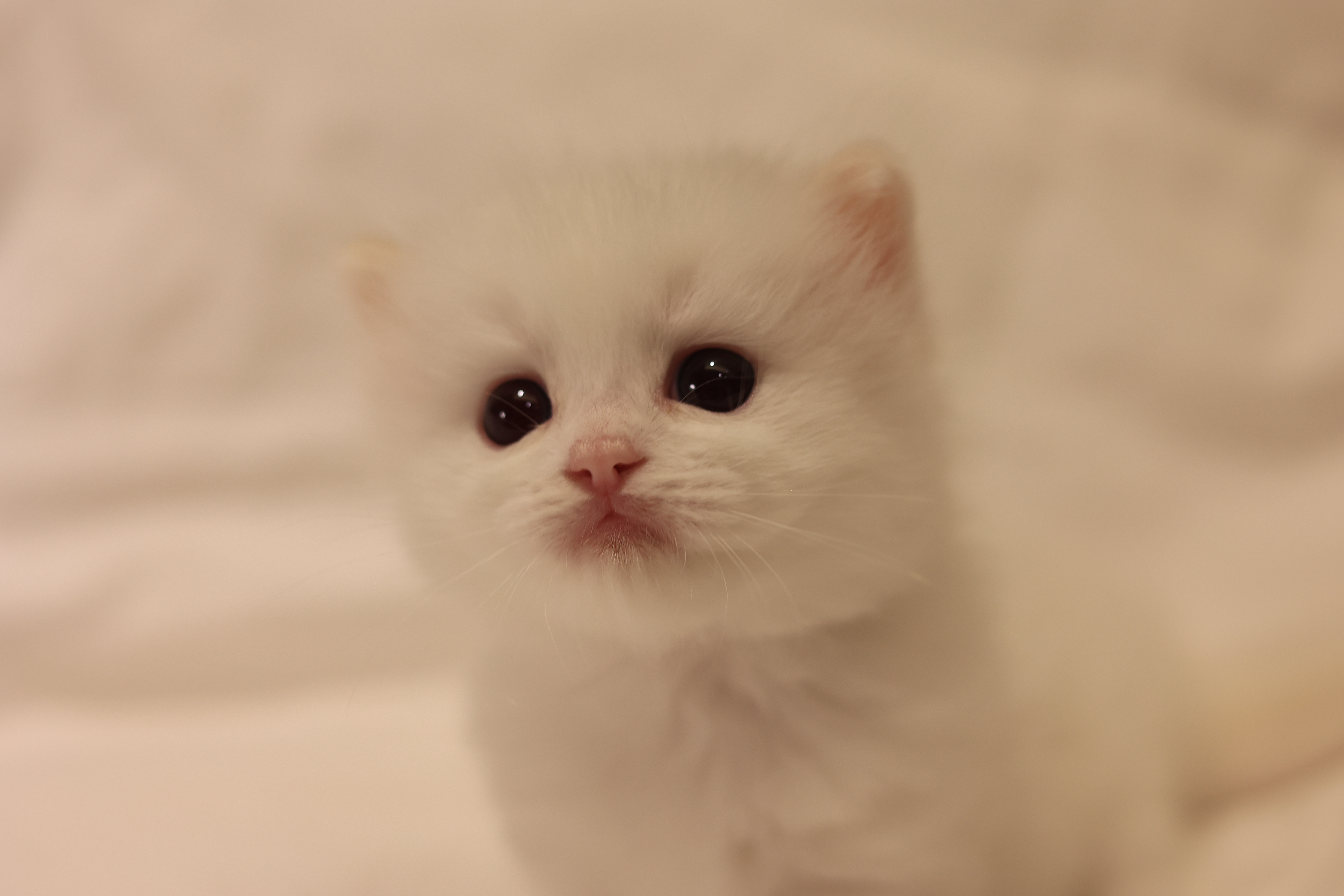 拿铁 照片 7