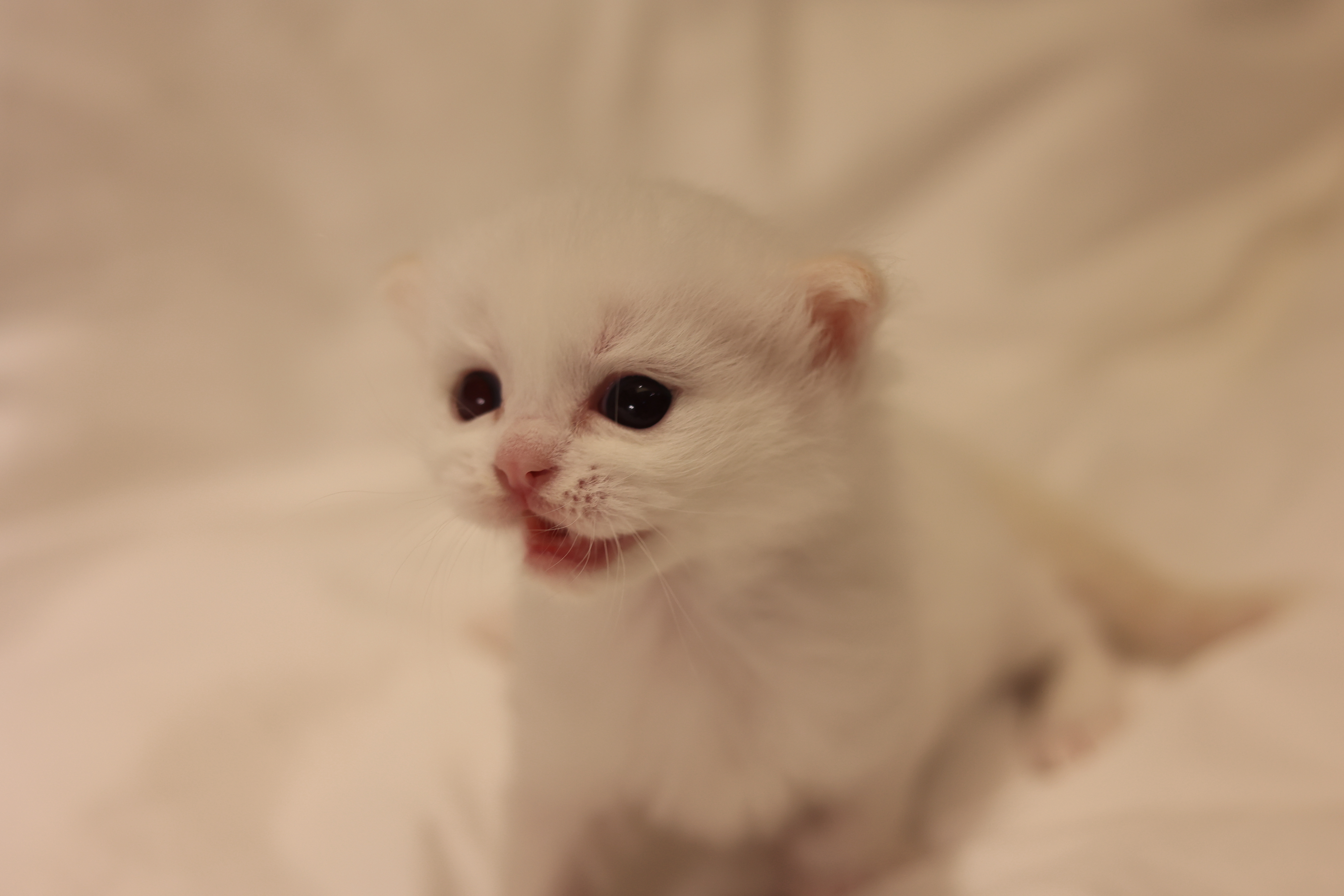 奶盖 照片 4