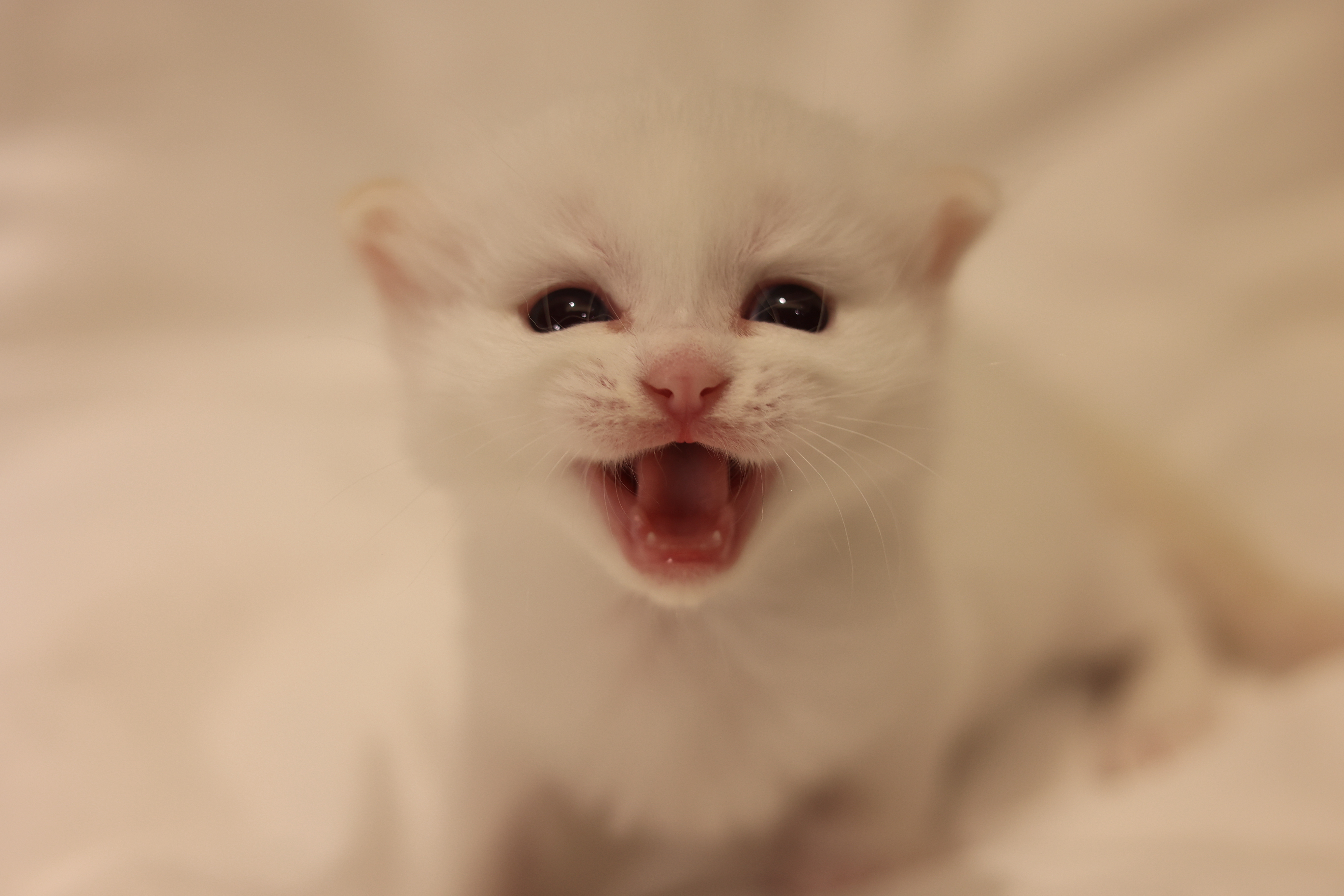 奶盖 照片 7