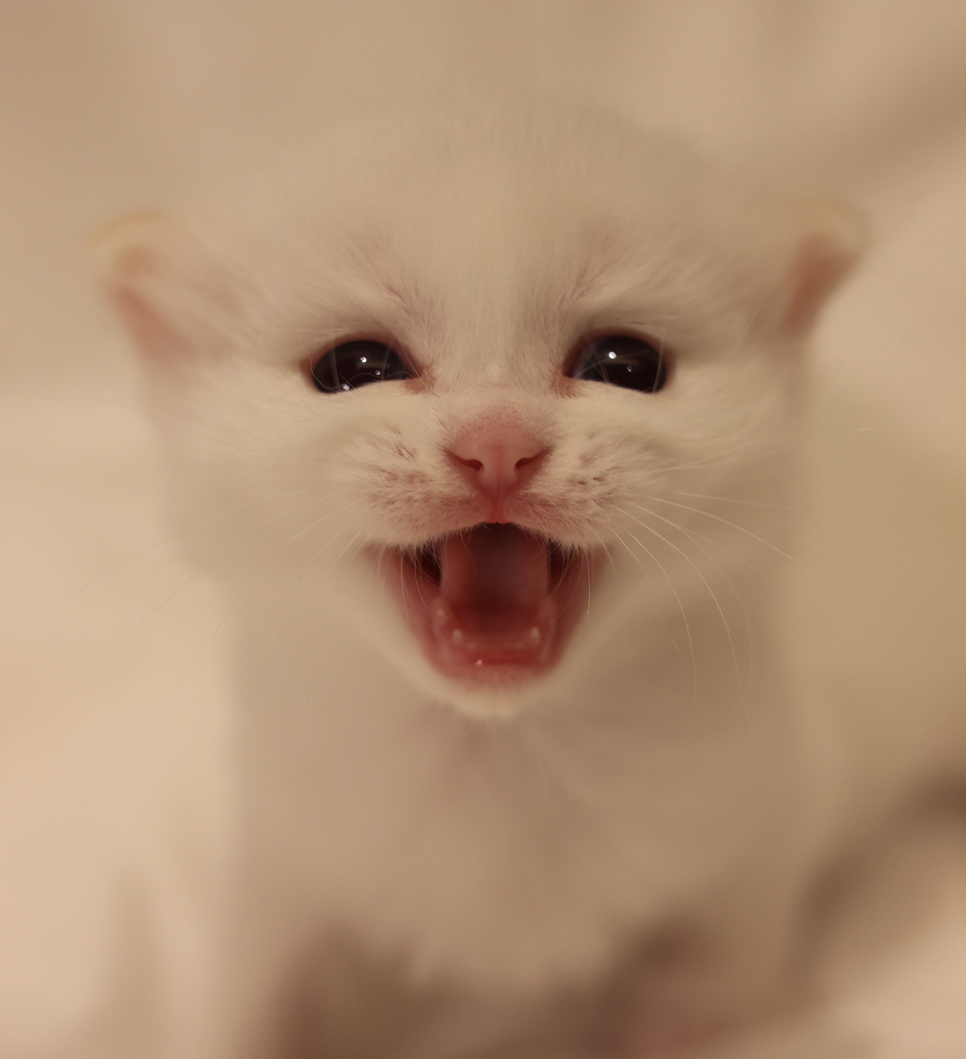 奶盖