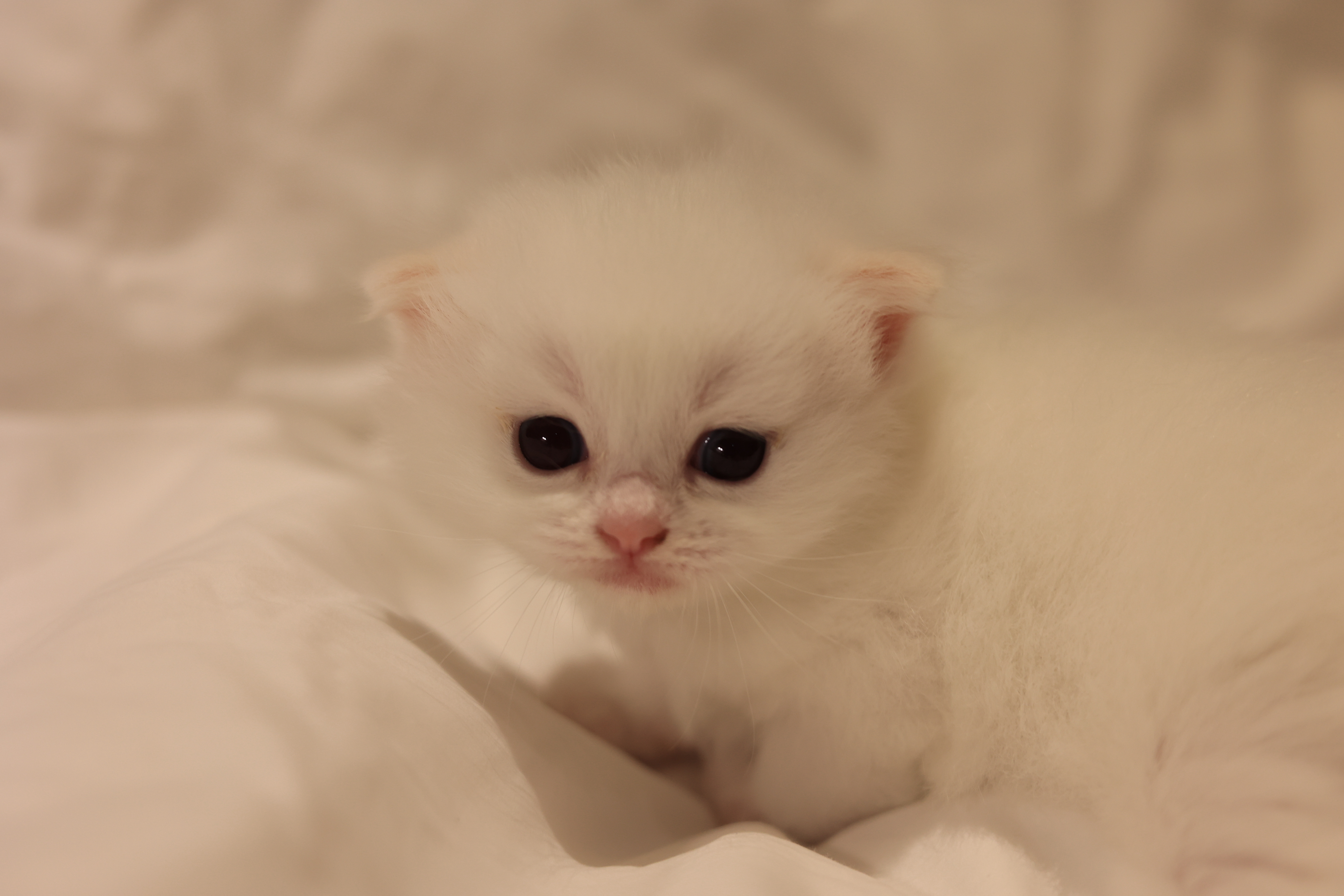 奶茶