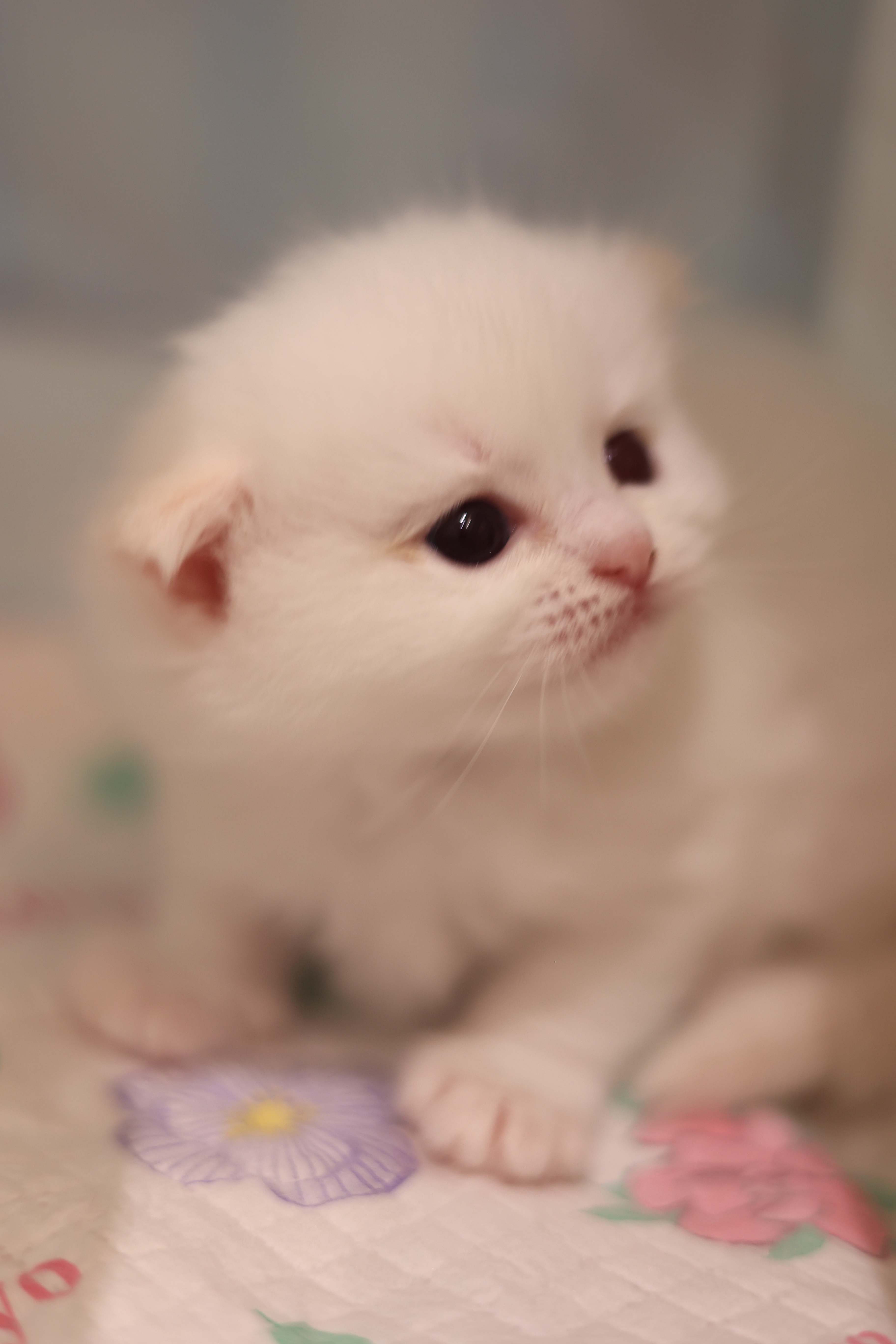 奶茶 照片 4
