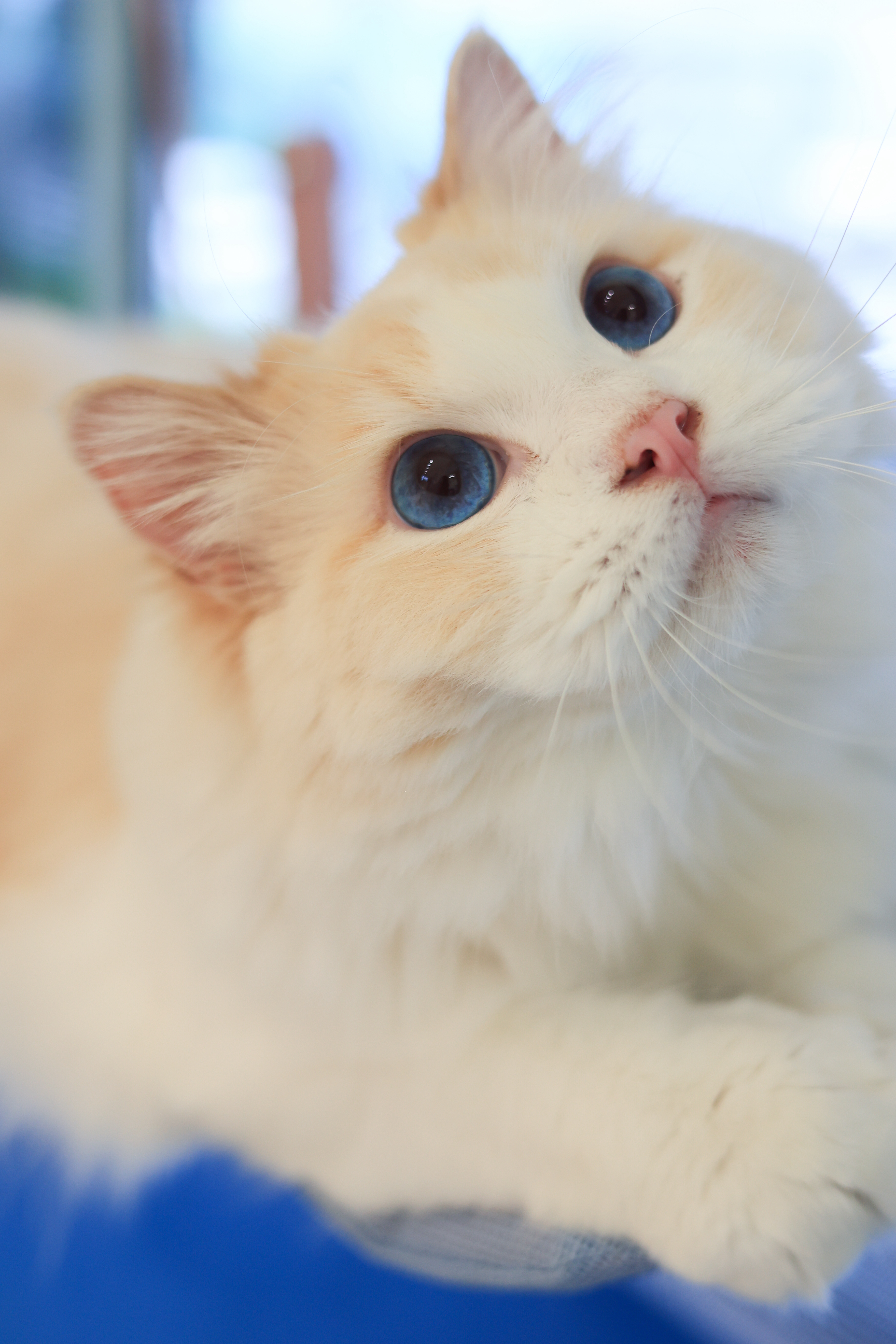 猪猪 照片 3