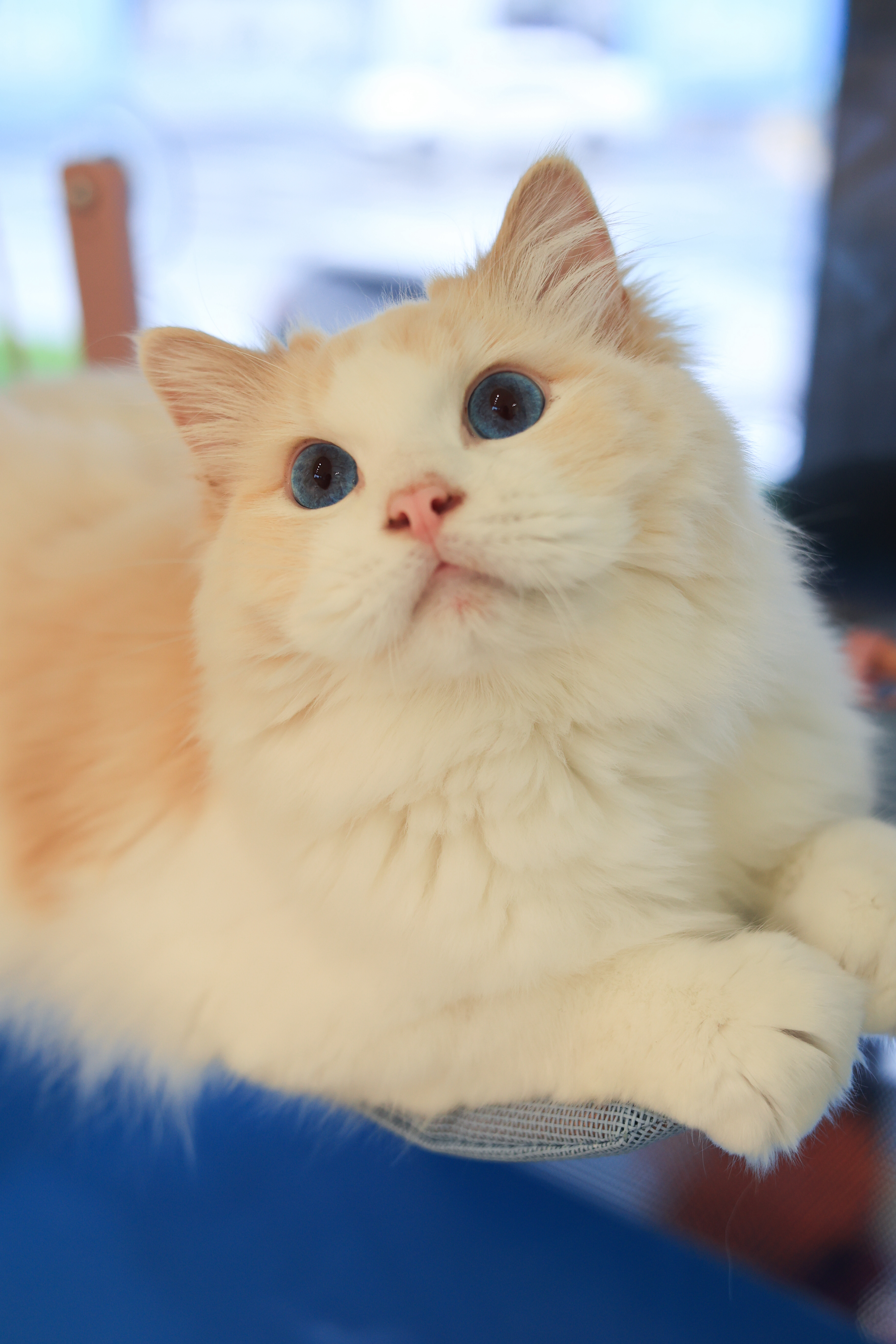 猪猪 照片 4