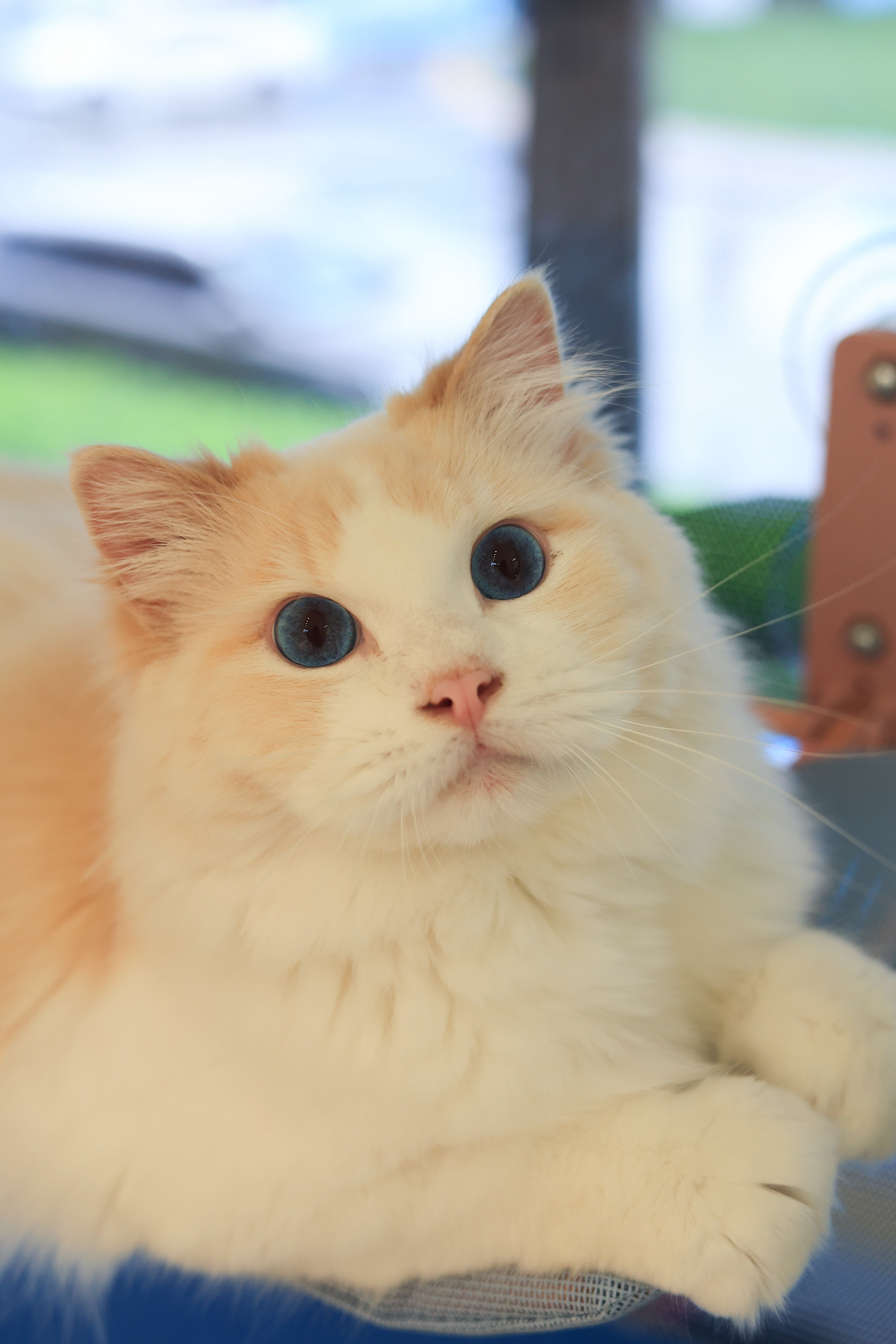 猪猪 照片 5