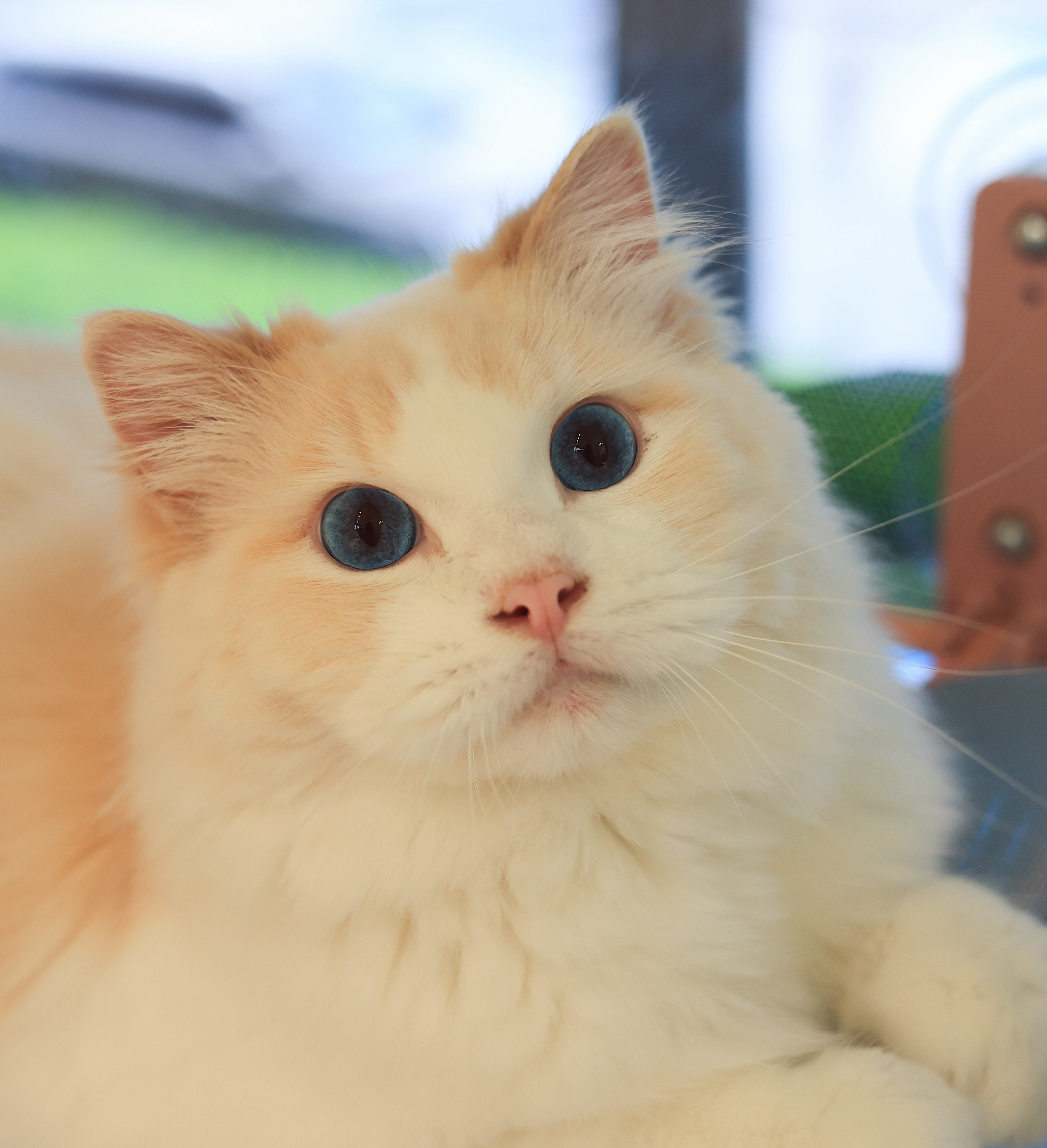 猪猪