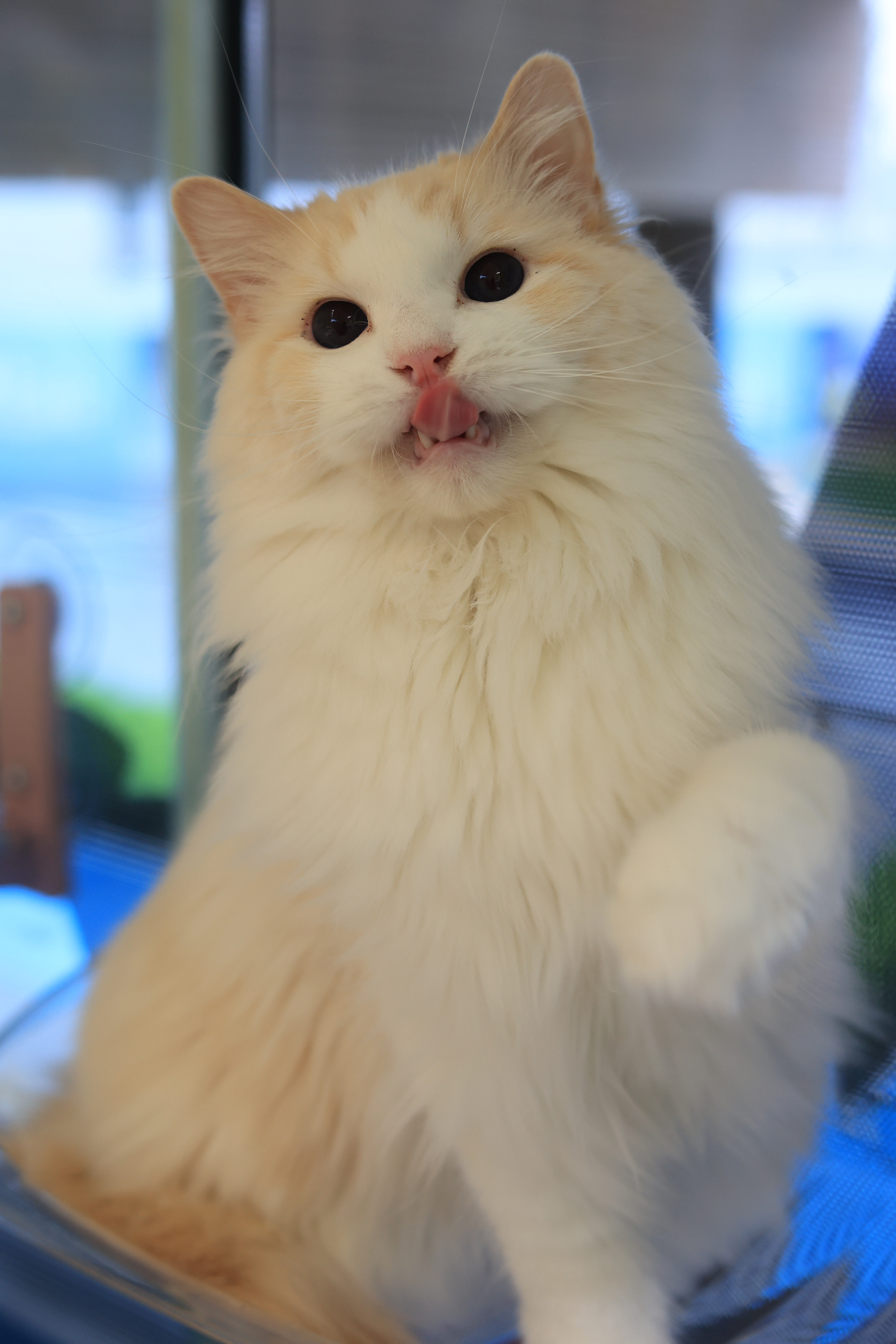 蓝蓝 照片 6