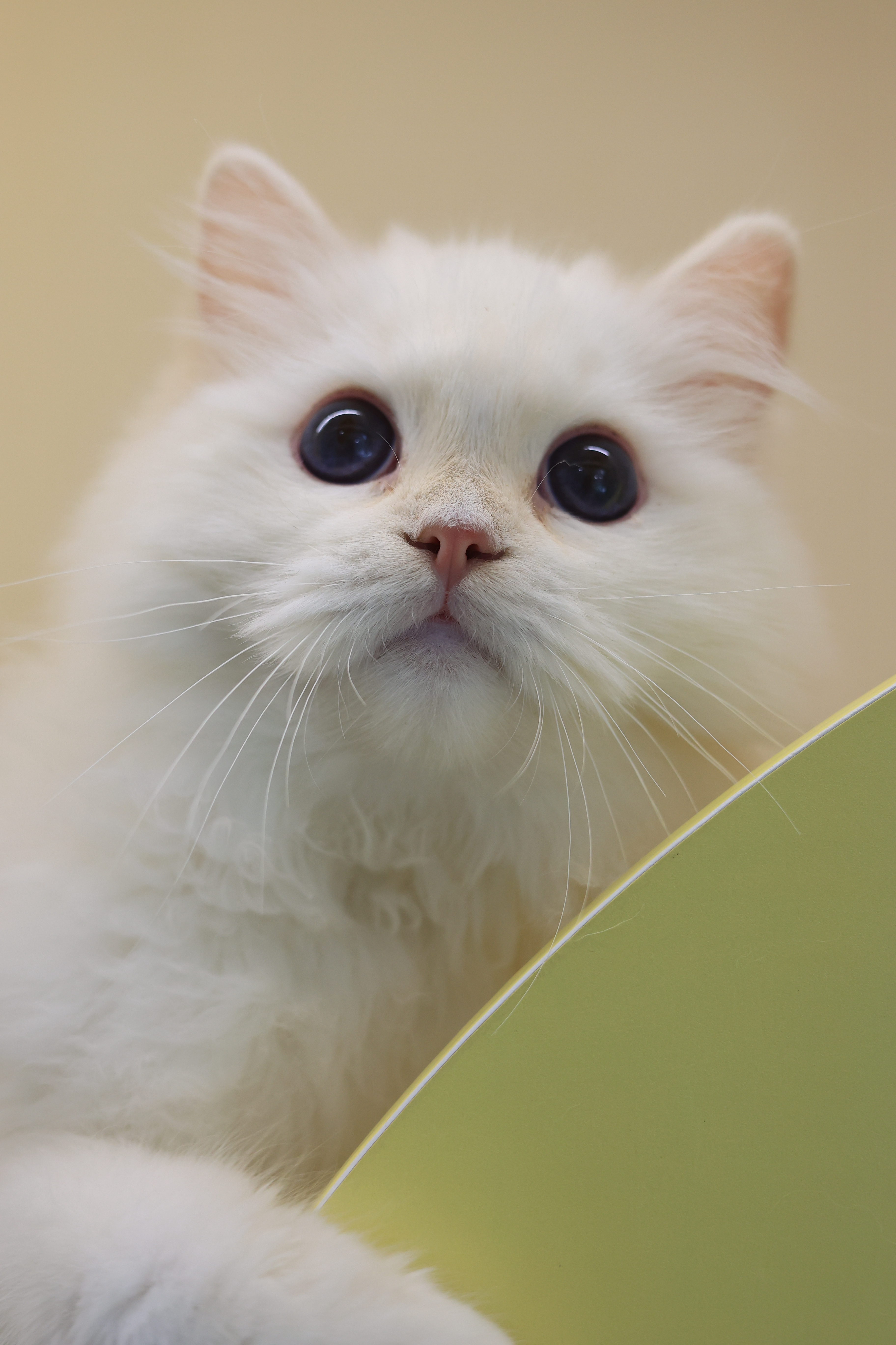 小橙子 7