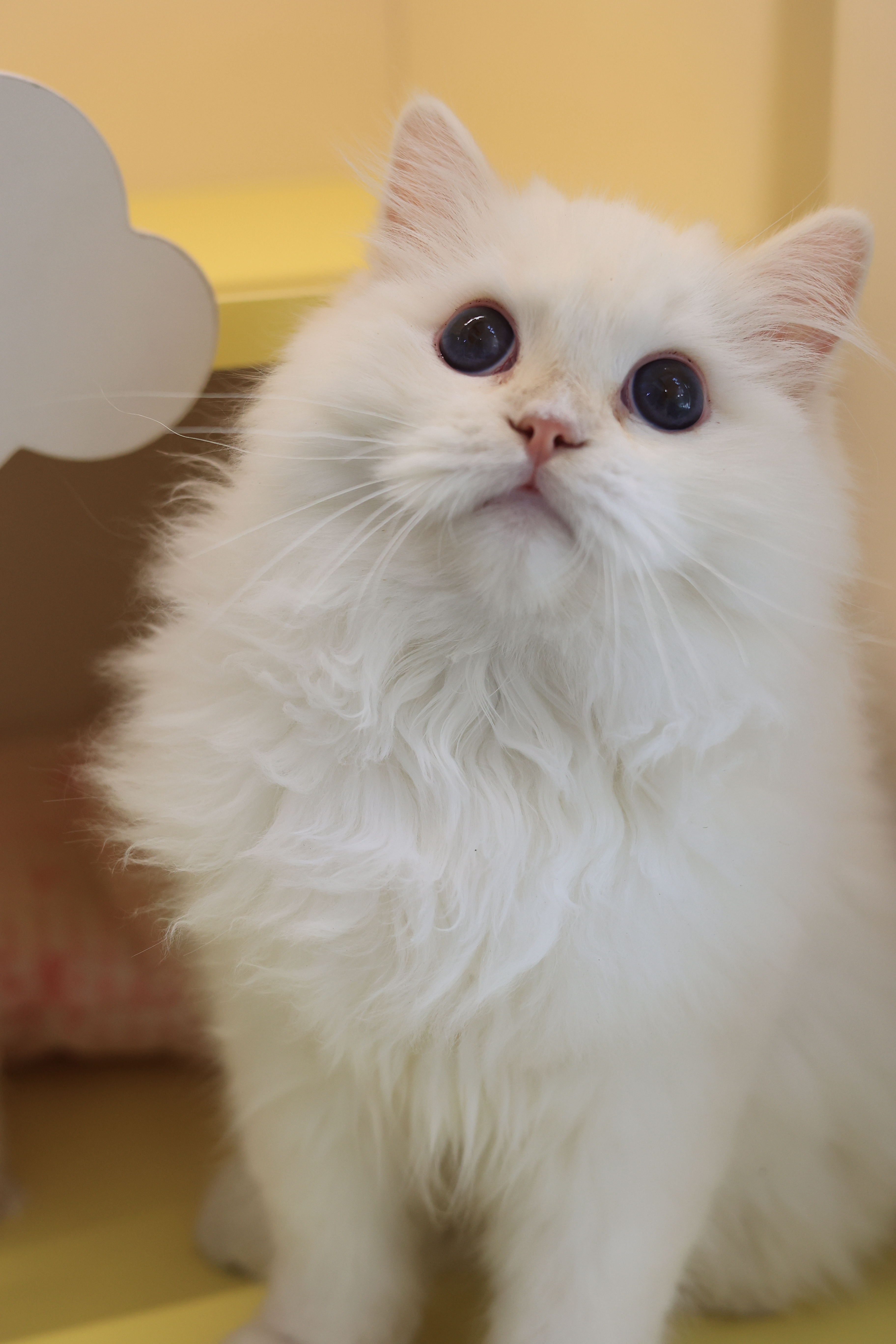 小橙子 8