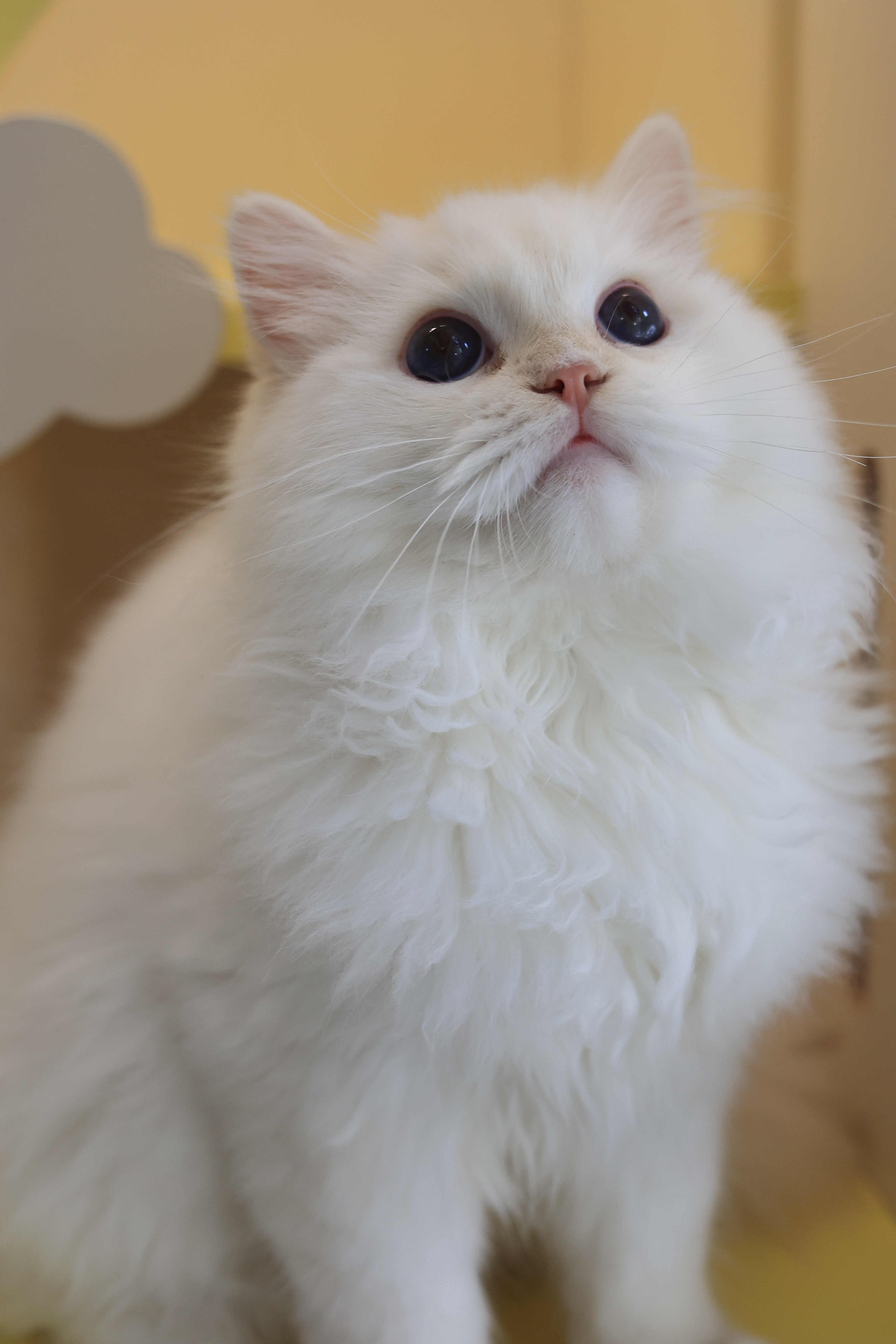 小橙子 9