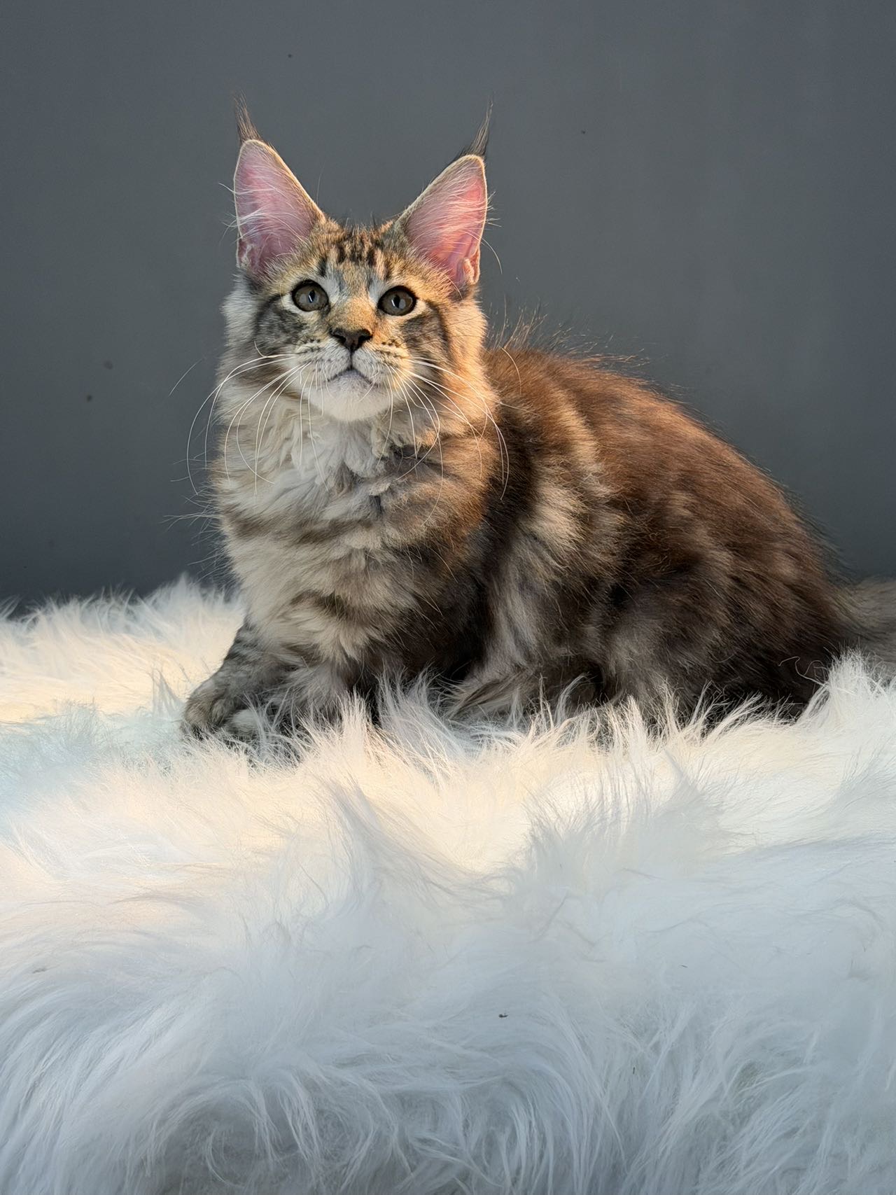 初二 3