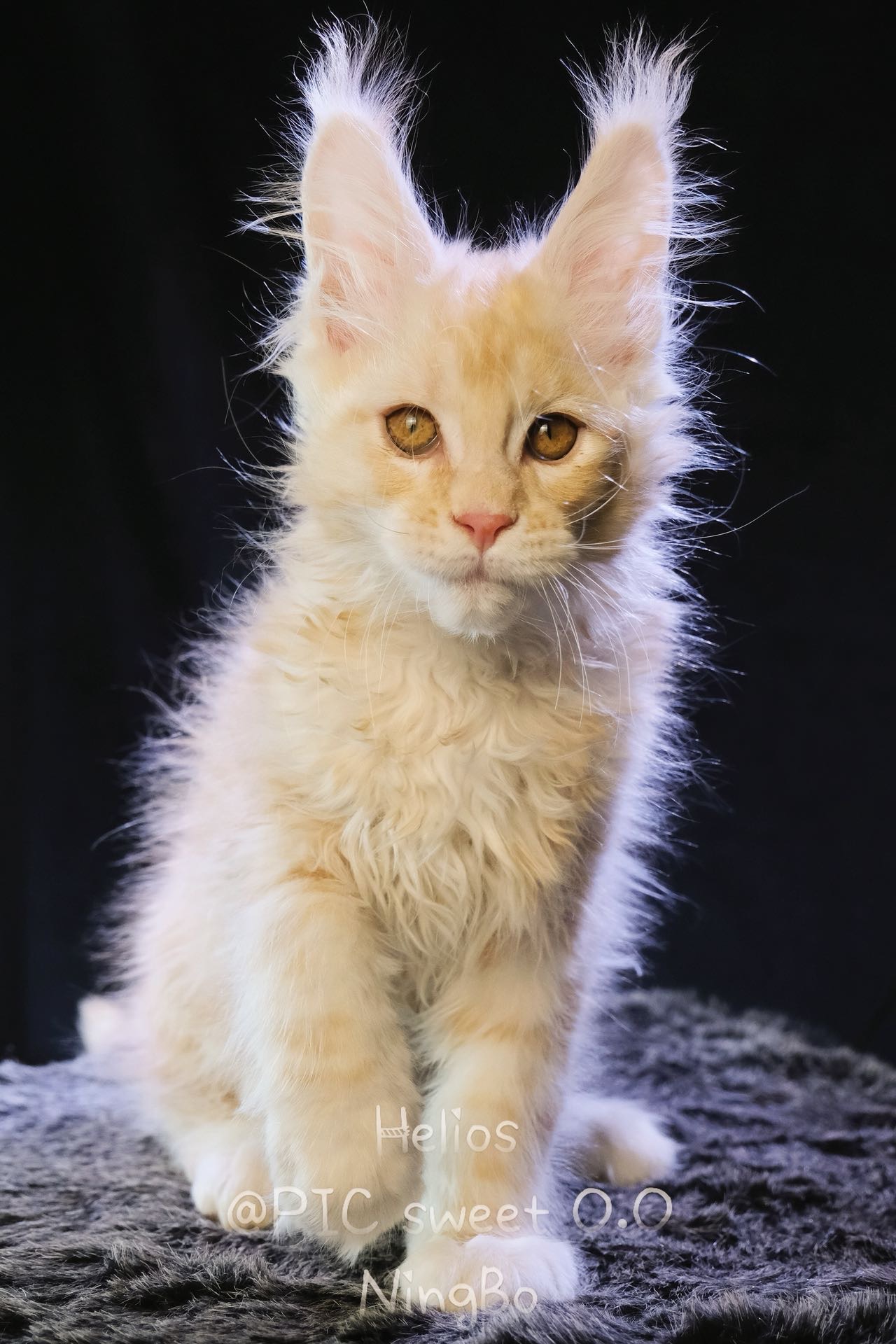 Helios/赫利俄斯 照片 5