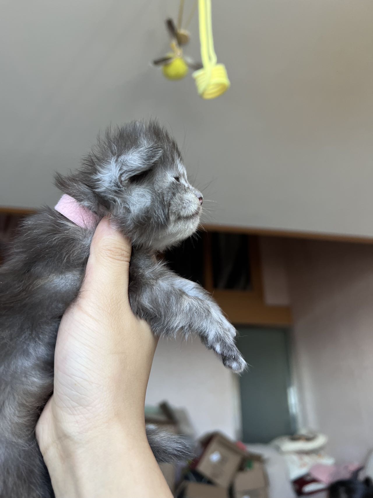阴阳脸玳瑁 3