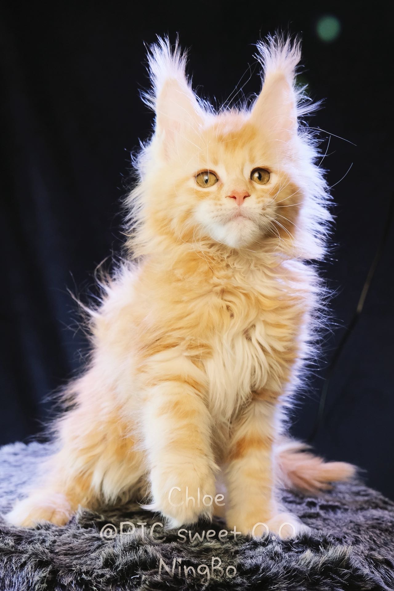 Chloe/克洛伊 照片 2