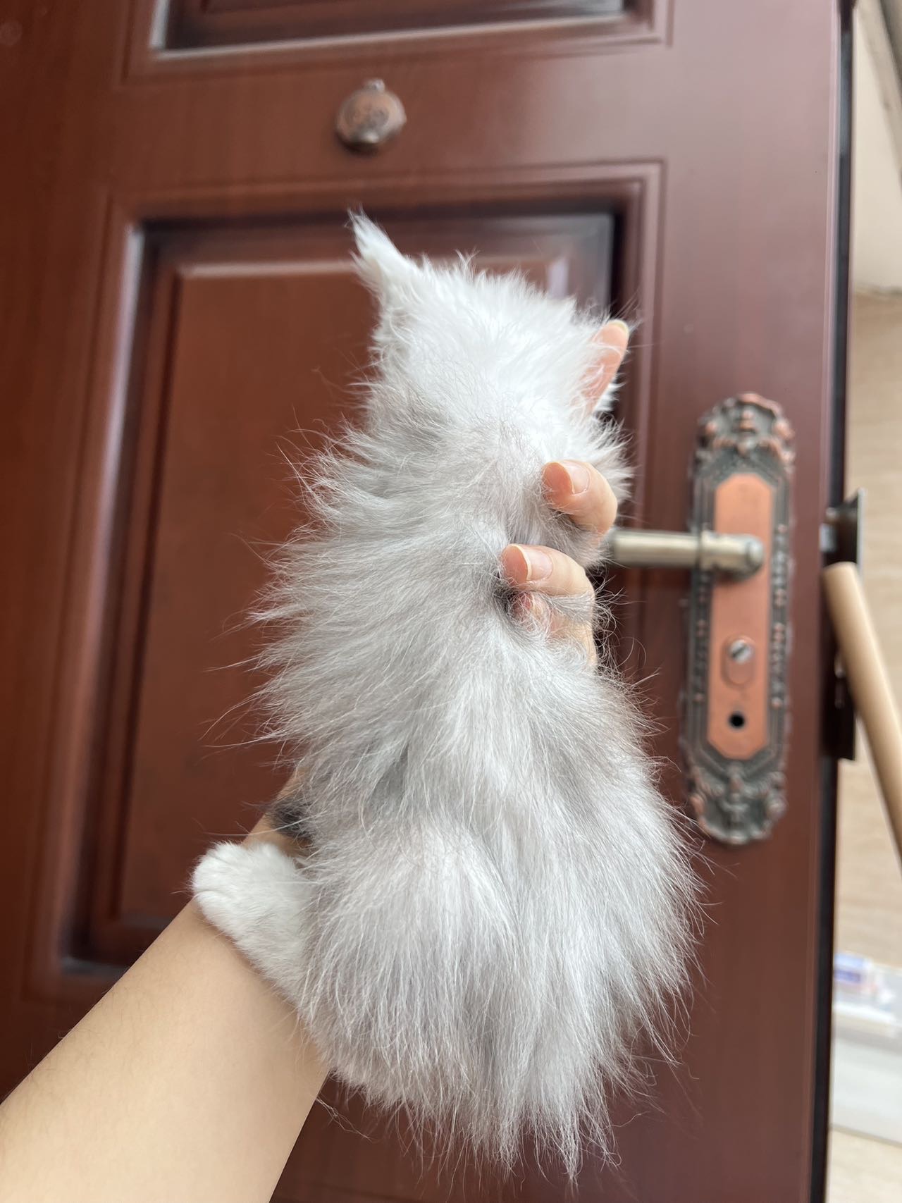 高禾 照片 7