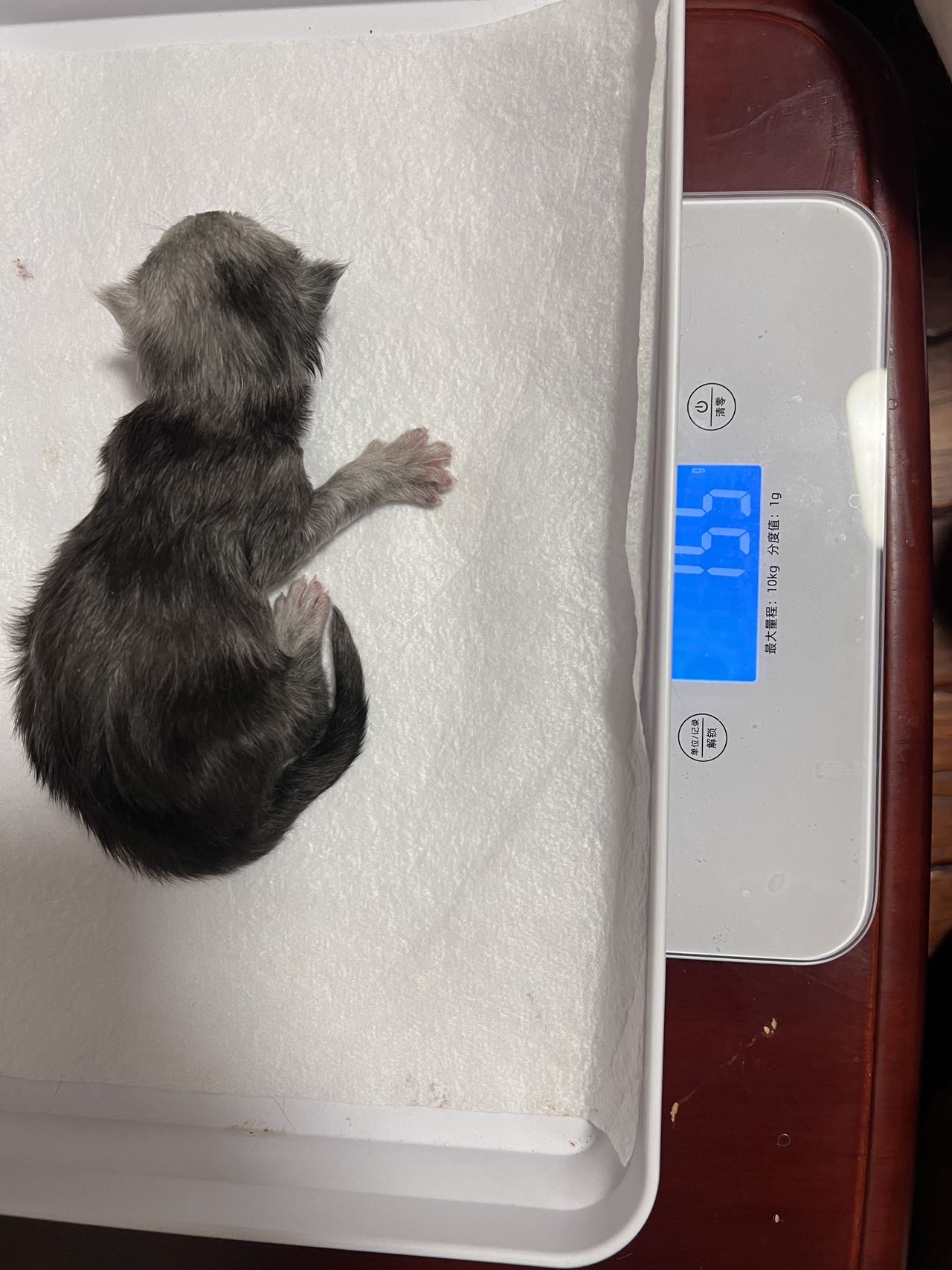 高芷 照片 9