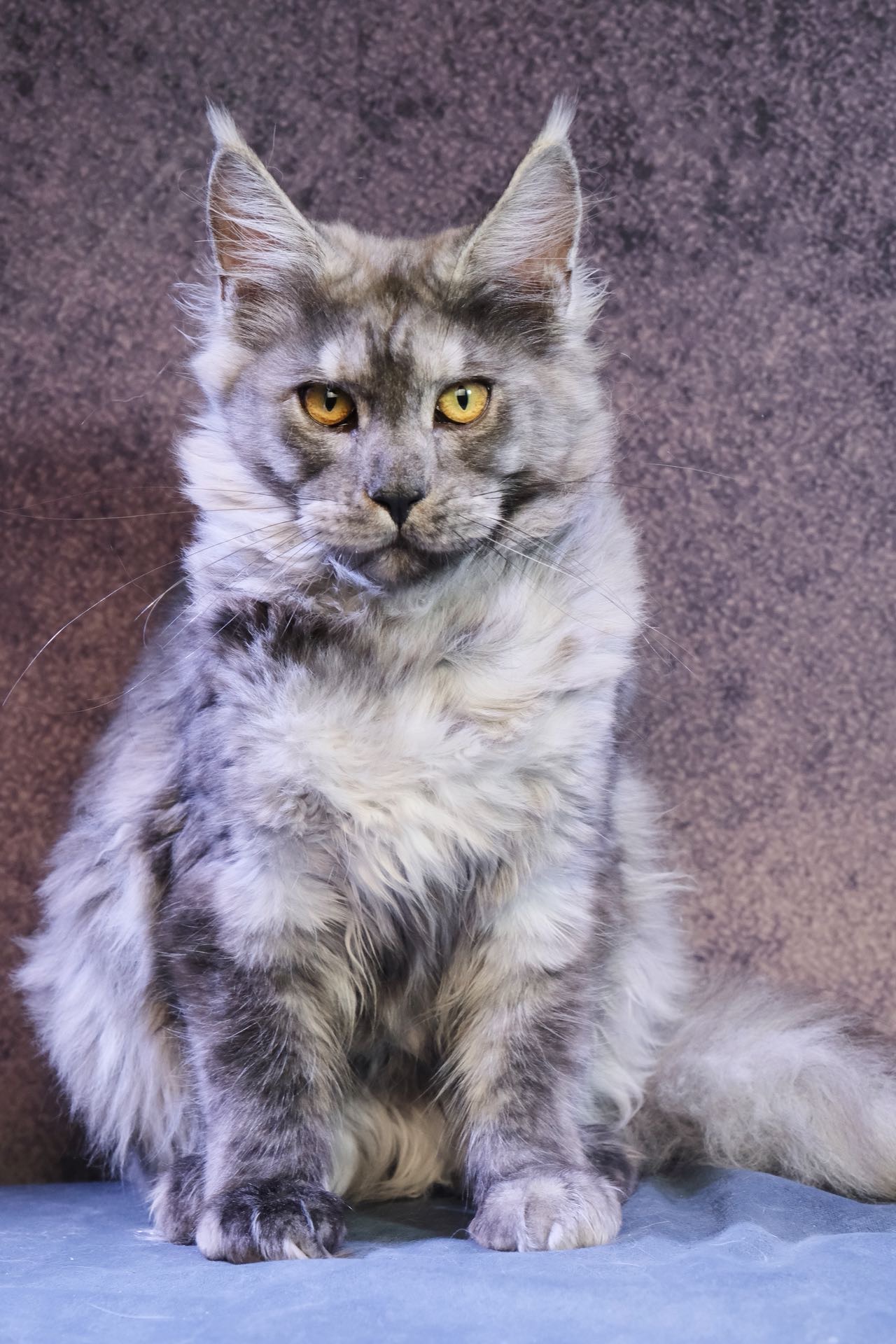 烟灰妹妹 照片 4