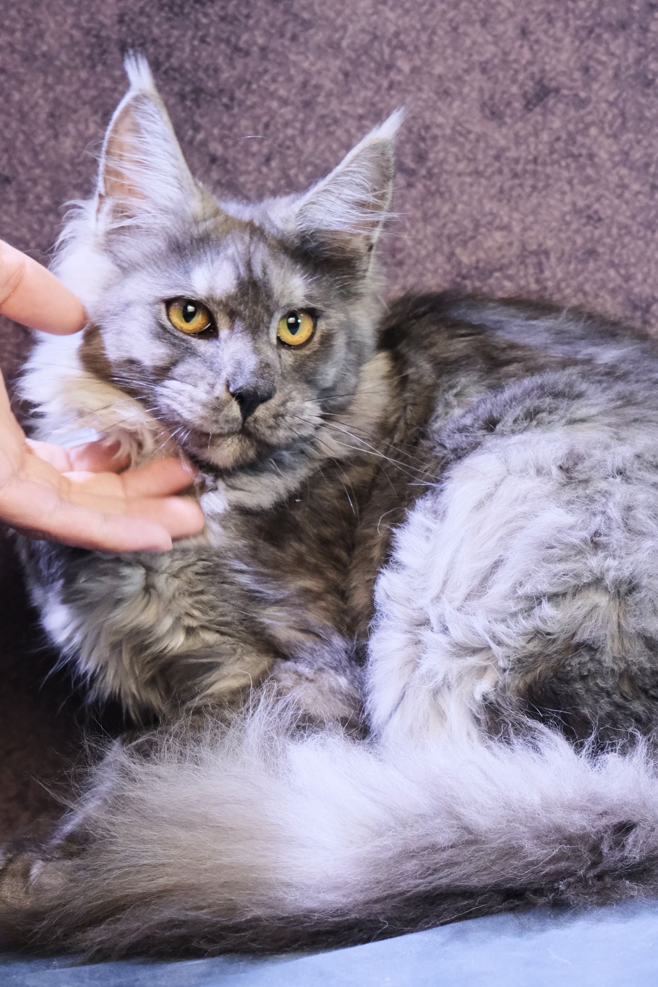 烟灰妹妹 照片 2