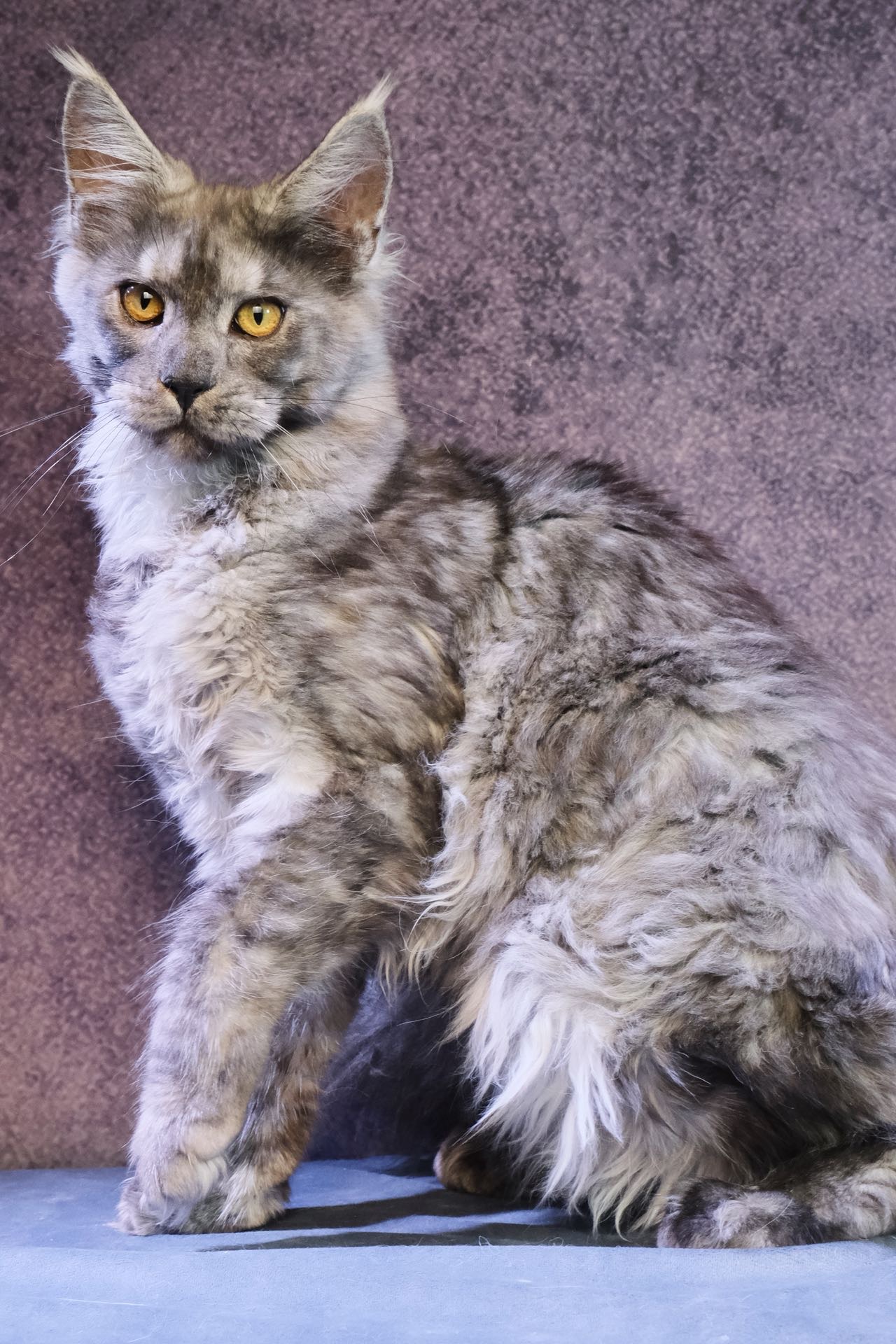 烟灰妹妹 照片 6