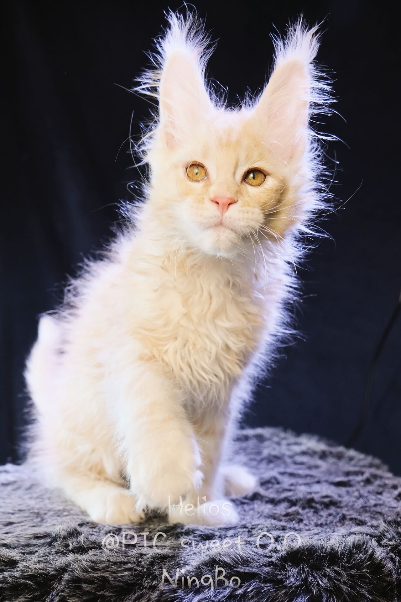 Helios/赫利俄斯 照片 2