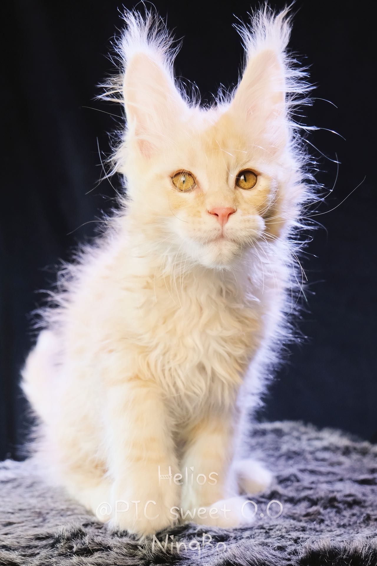 Helios/赫利俄斯 照片 3