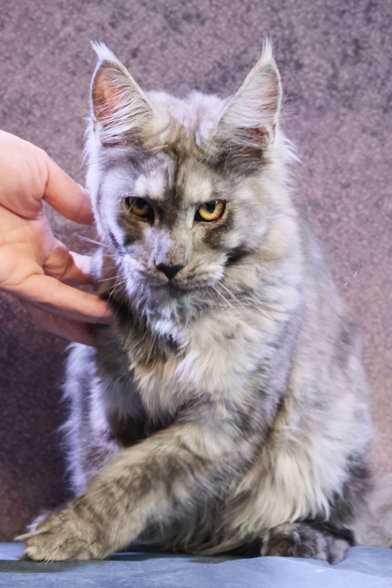 烟灰妹妹 照片 5