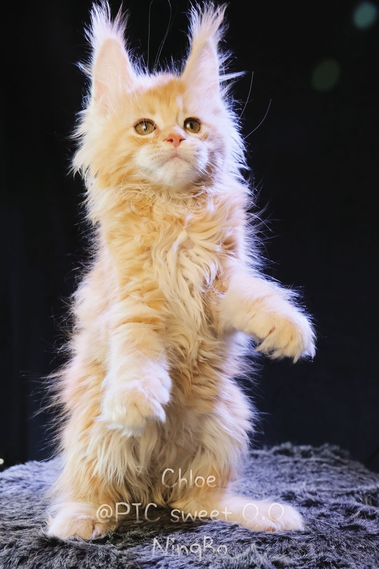 Chloe/克洛伊 照片 3