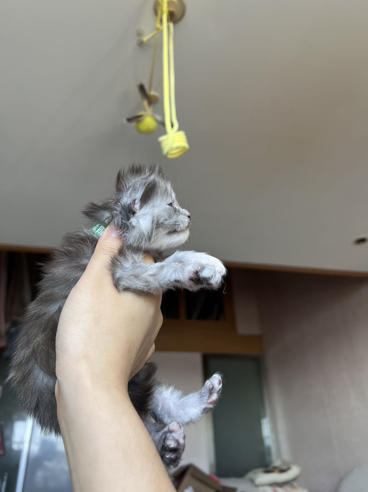 烟玳瑁 7