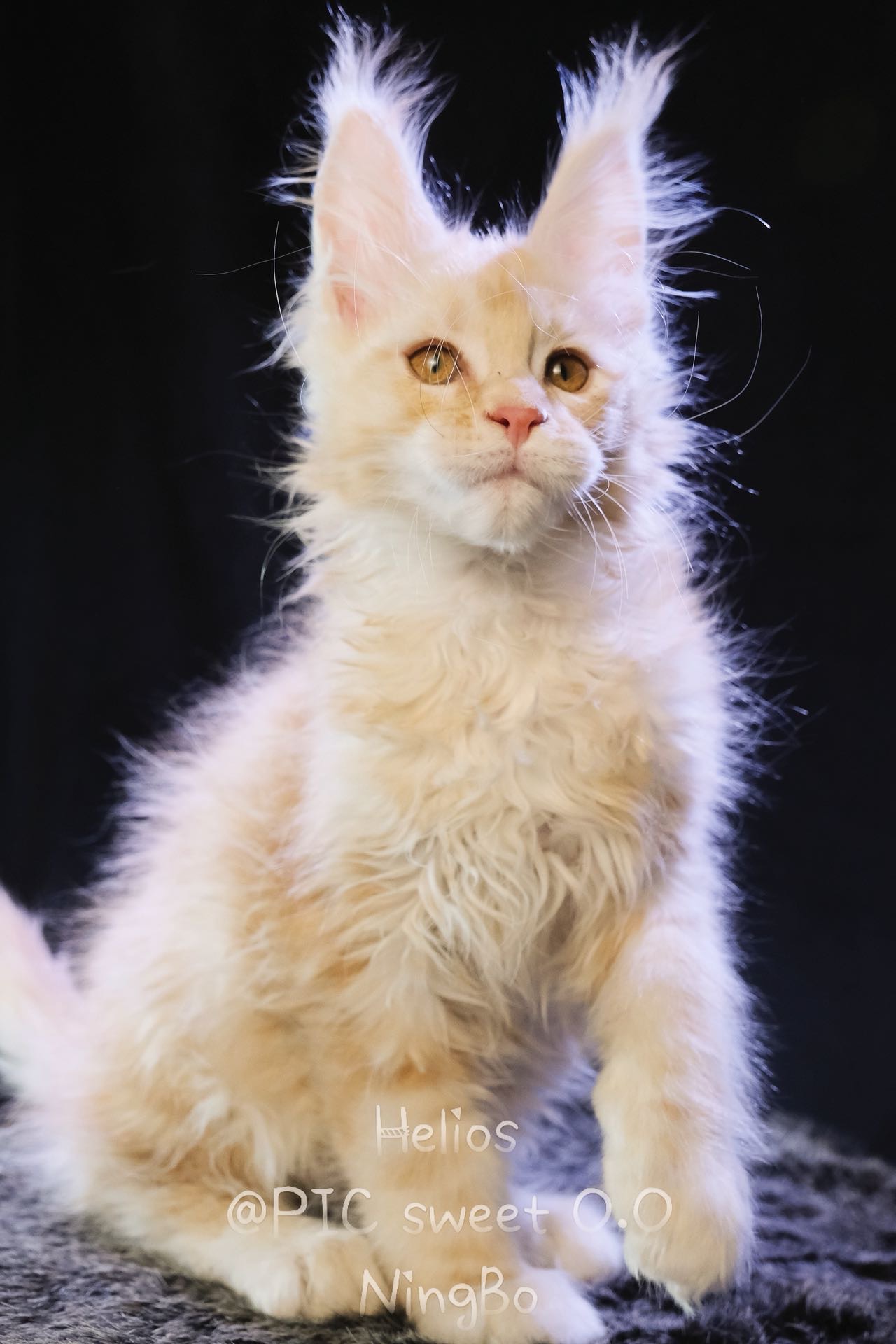 Helios/赫利俄斯 照片 4