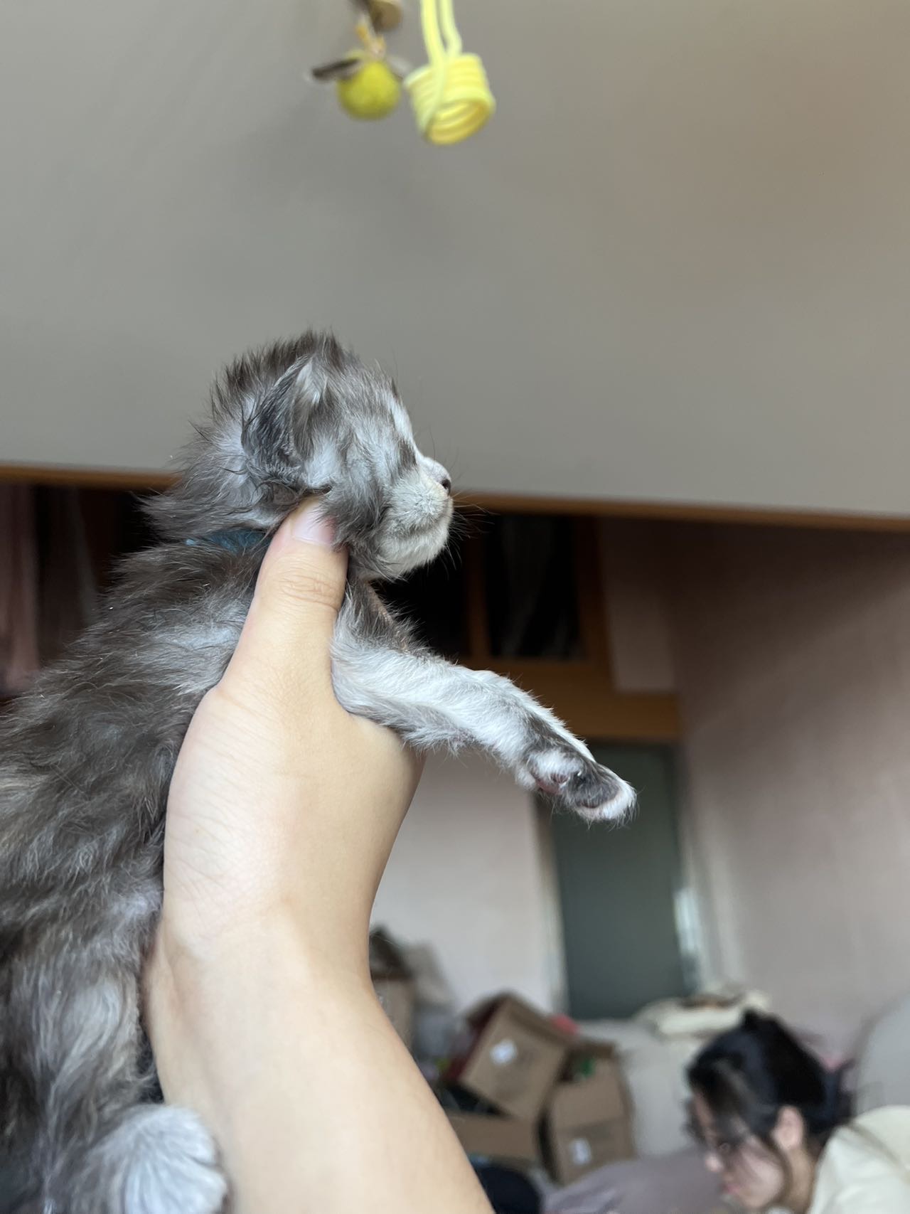 烟玳瑁 8
