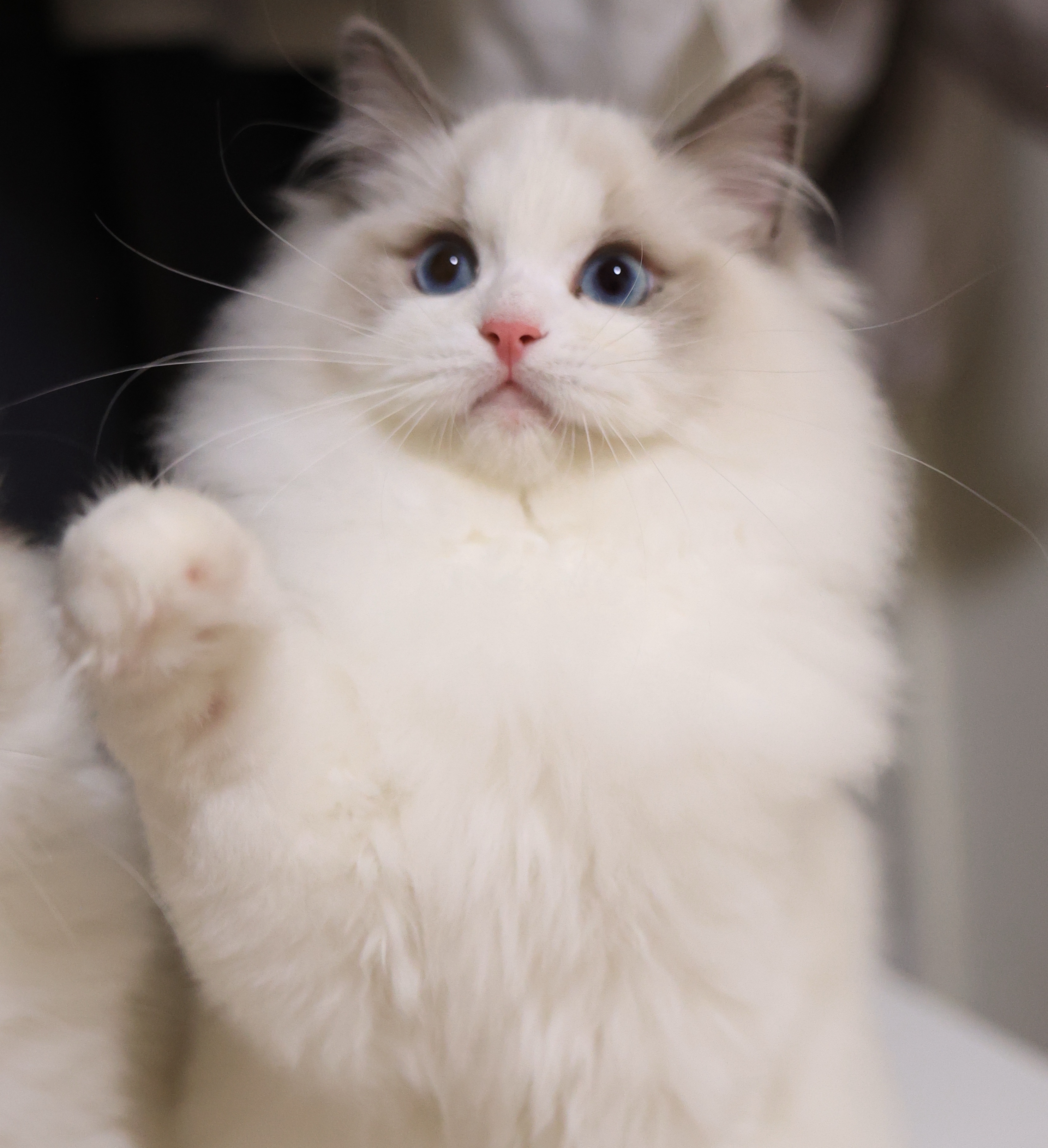 状元