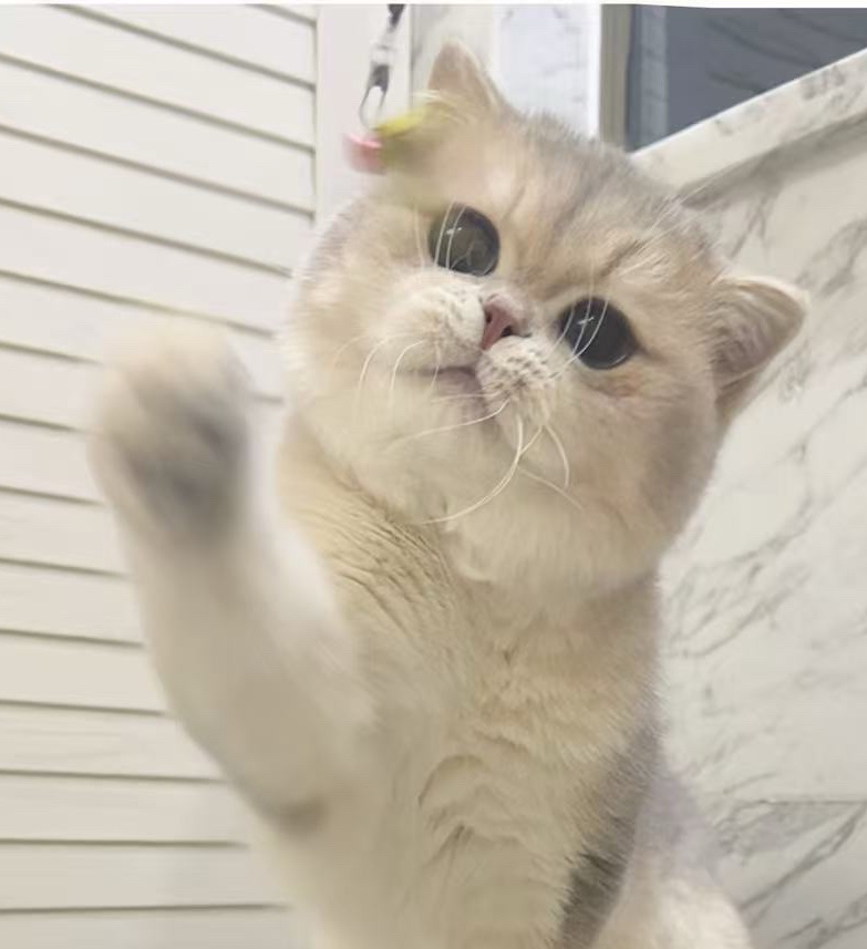 馒头（一厘米猫舍种公）