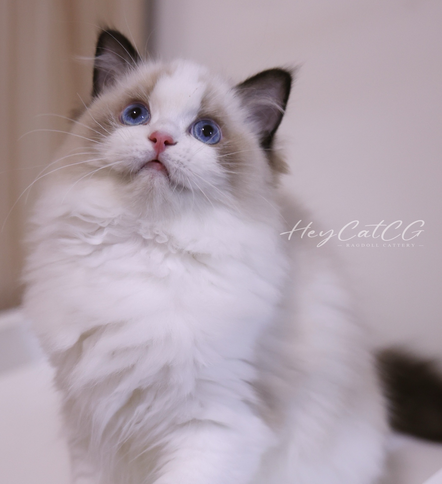 生菜