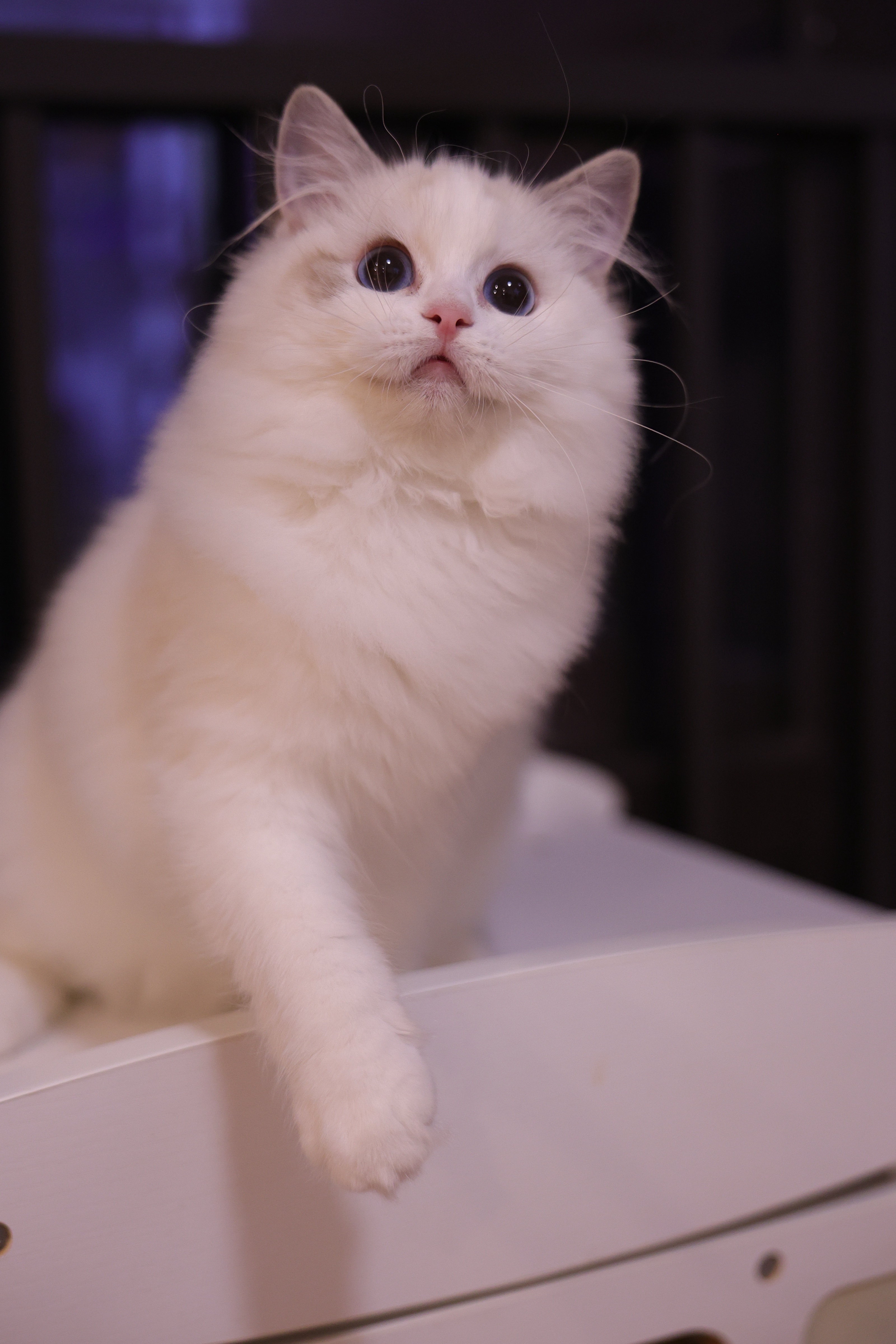 蛋挞 3