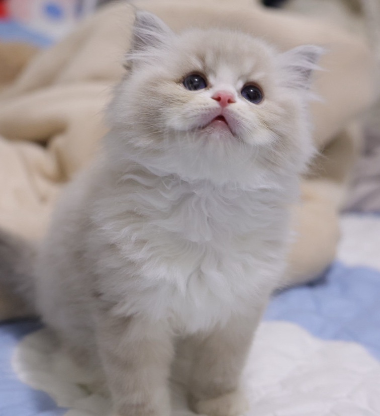 小白袜