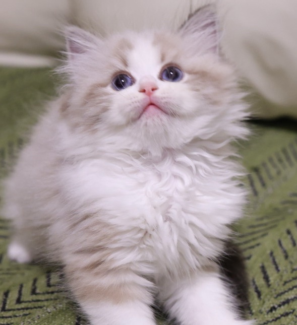 灰色 猪饱饱
