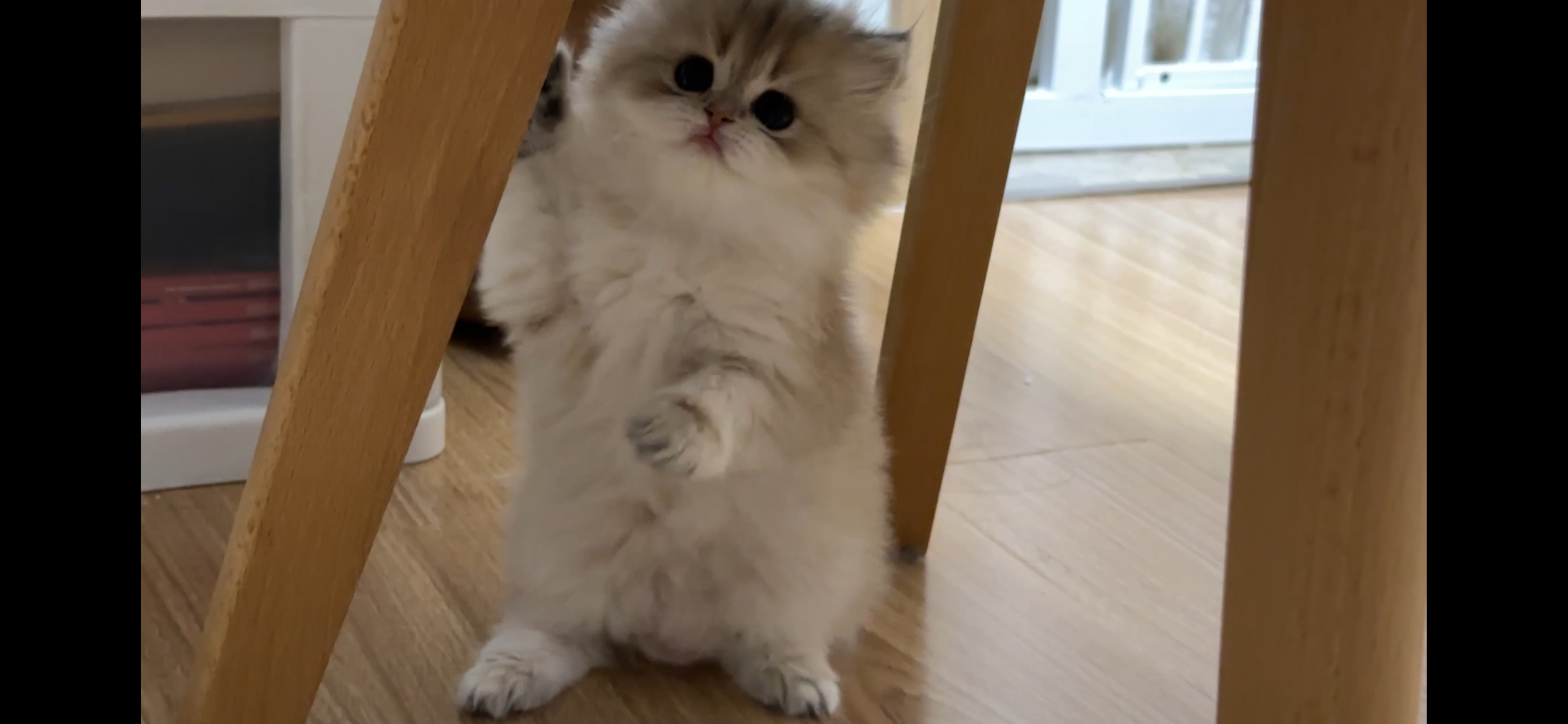 虾饺