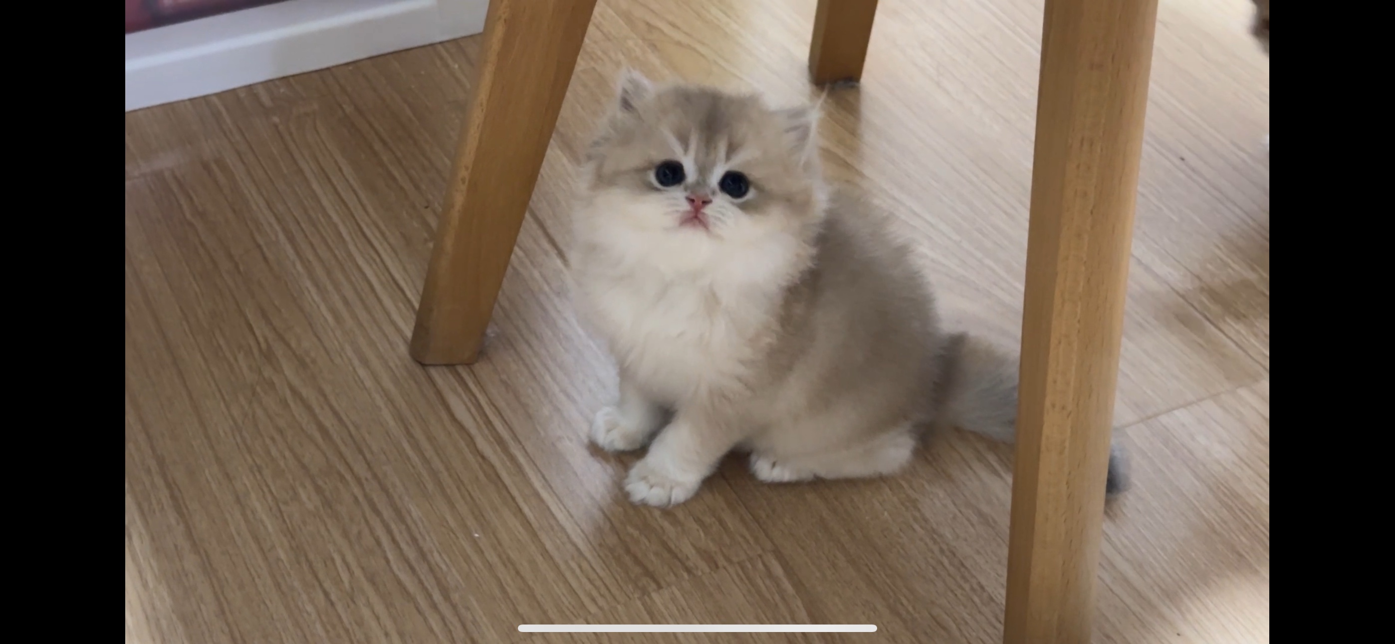 烧卖