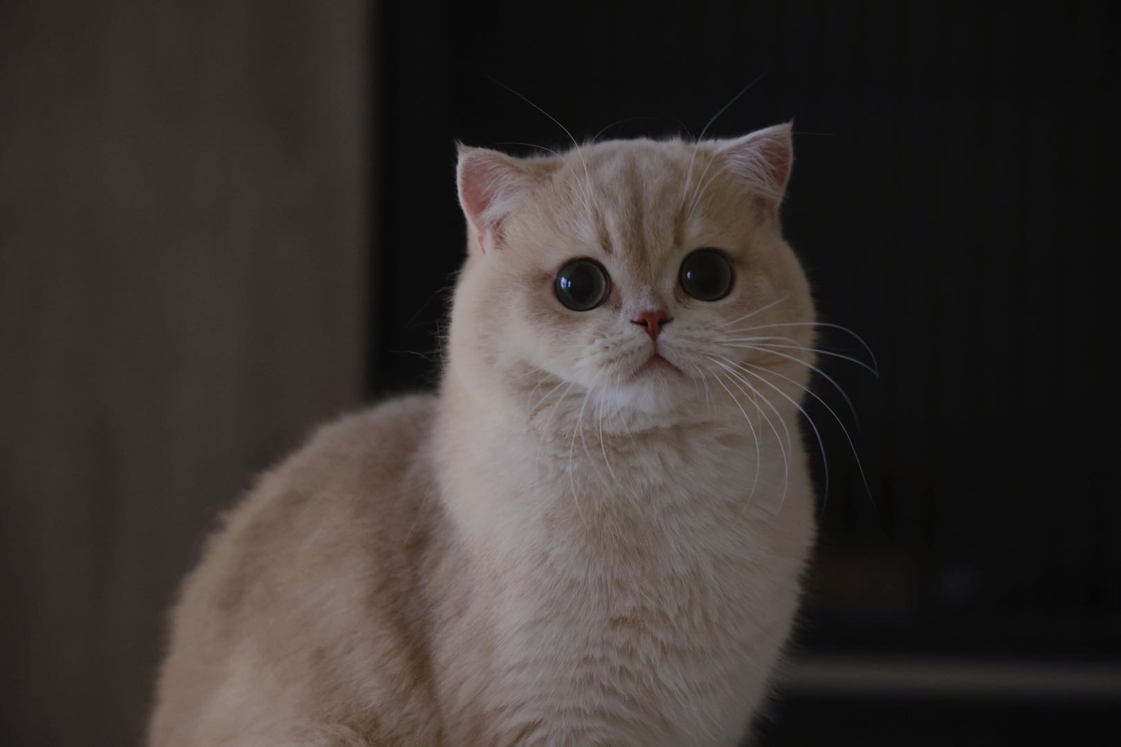 见见