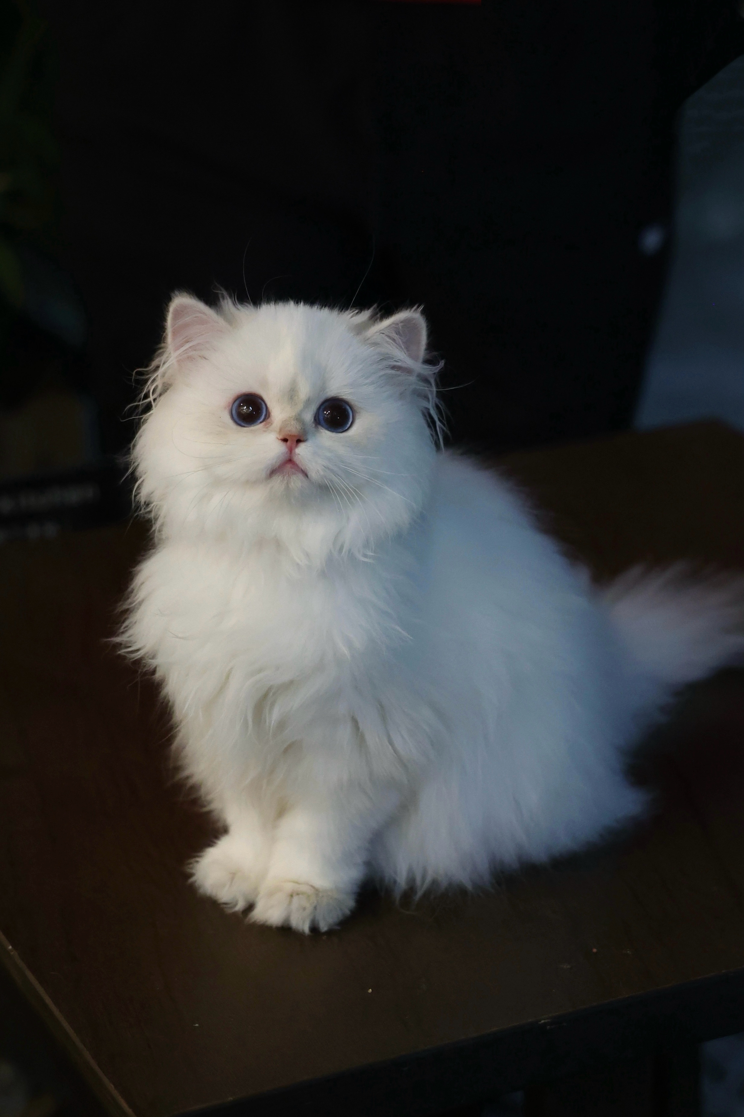 MiuMiu