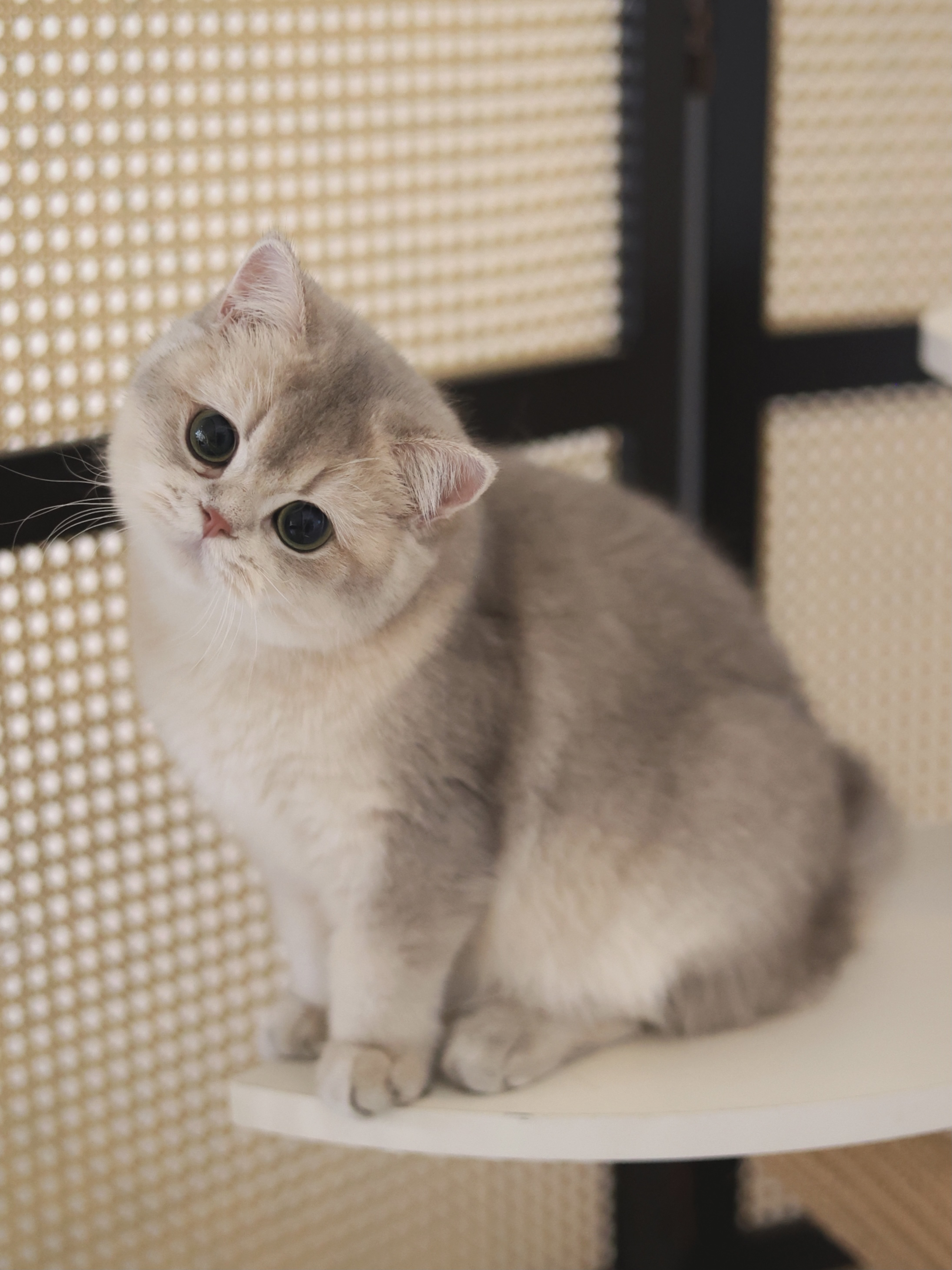 kitty