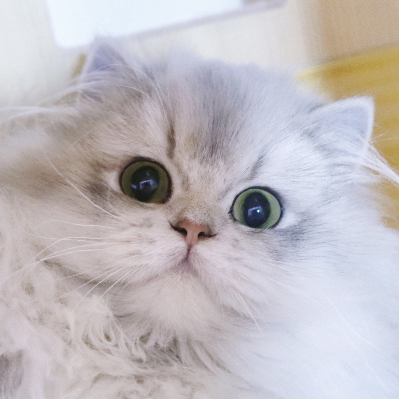 维尼