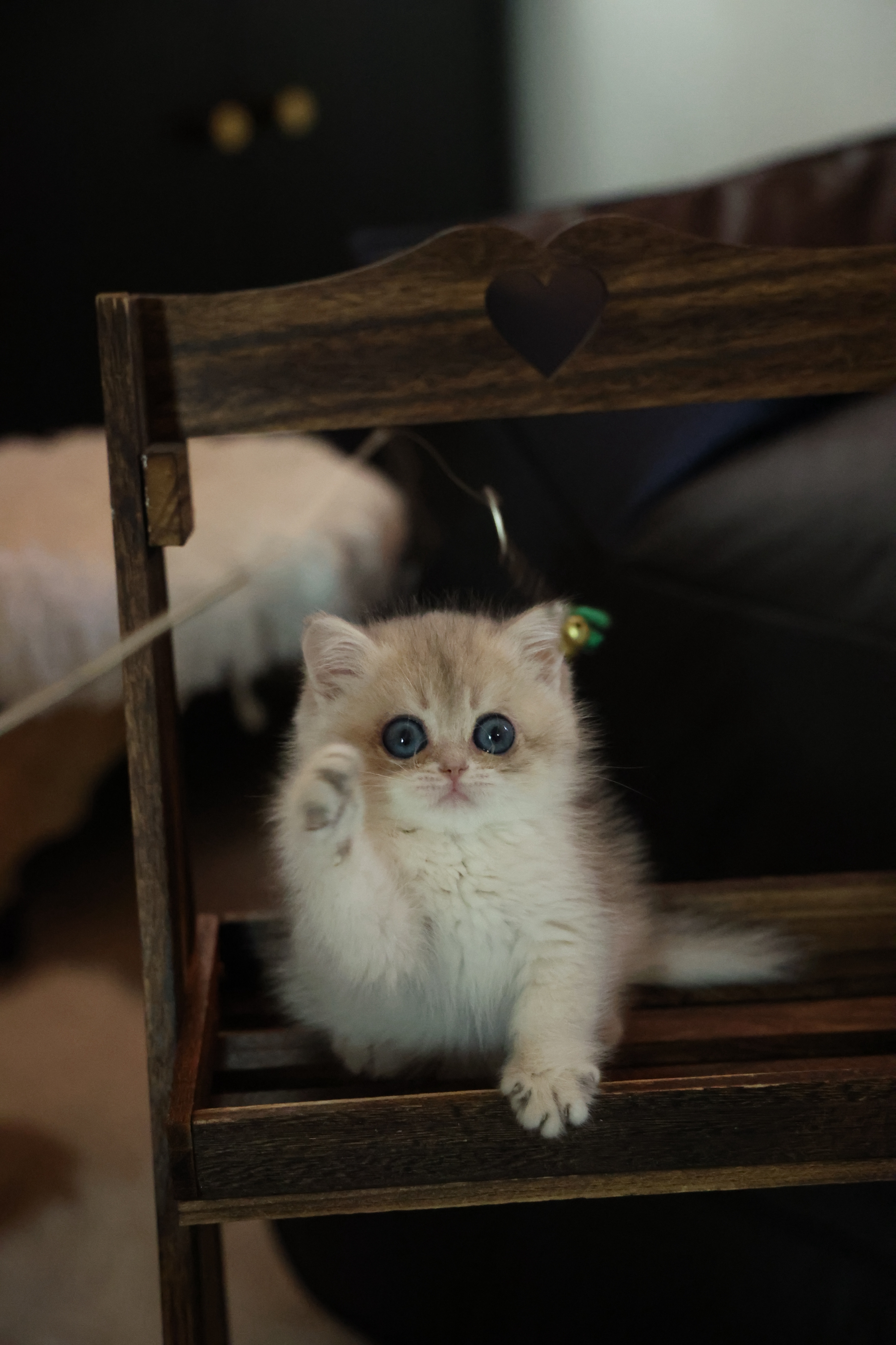 可颂猫舍