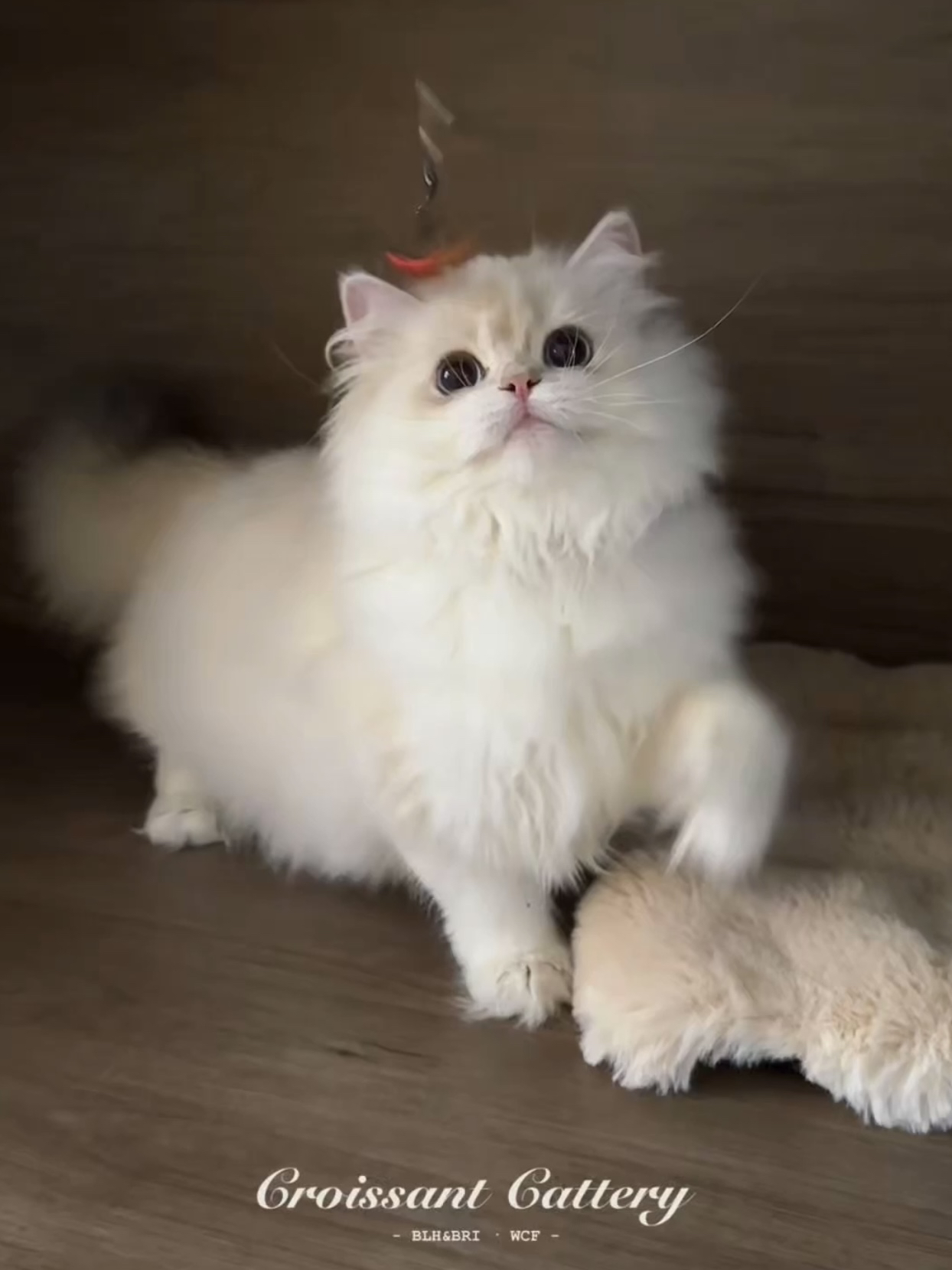 郑贝贝