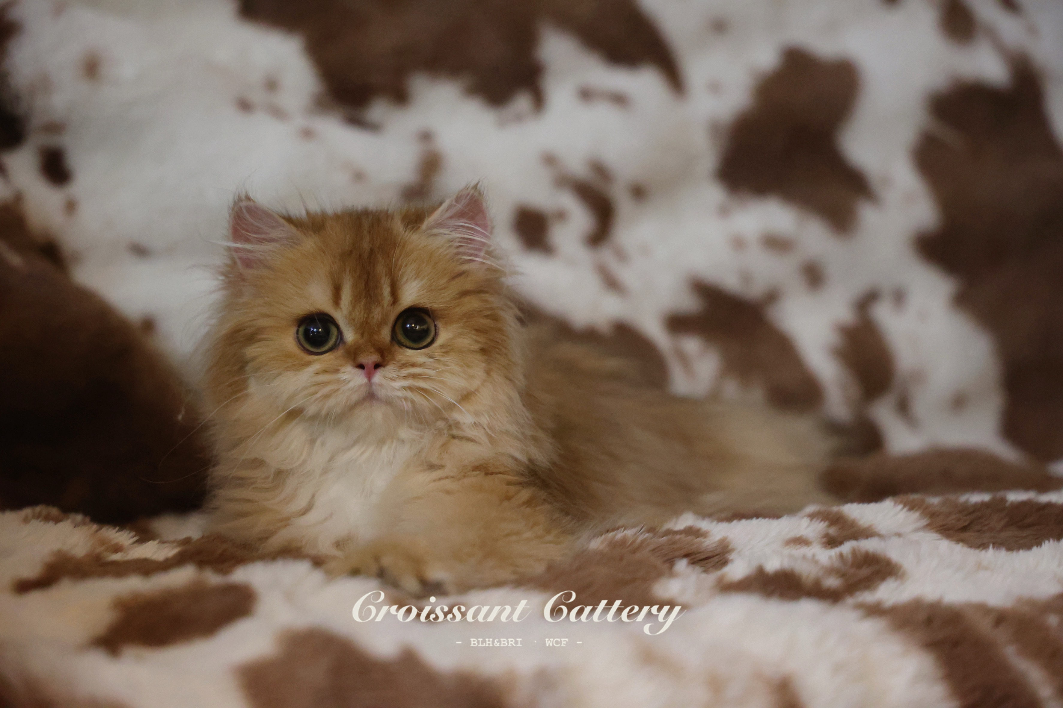 可颂猫舍