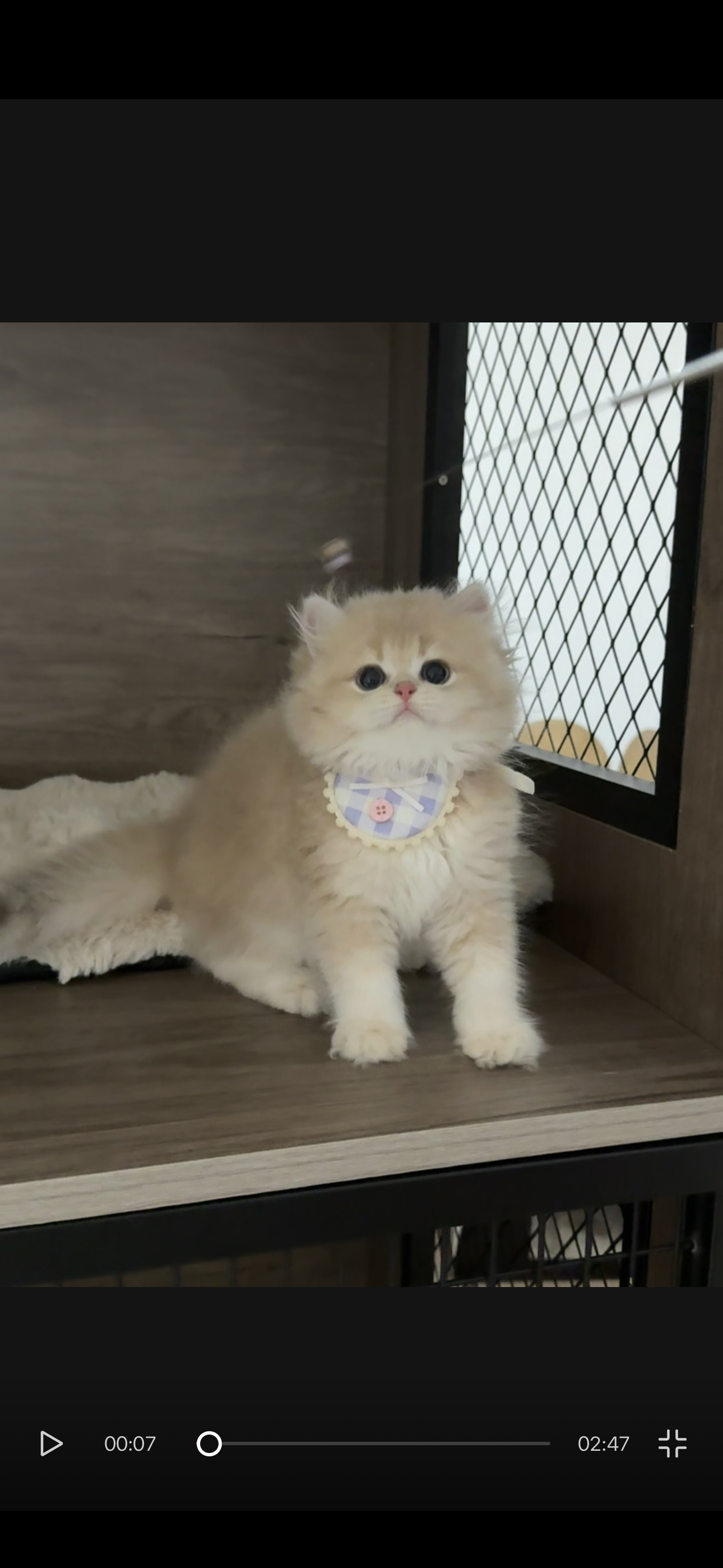 小胖 2