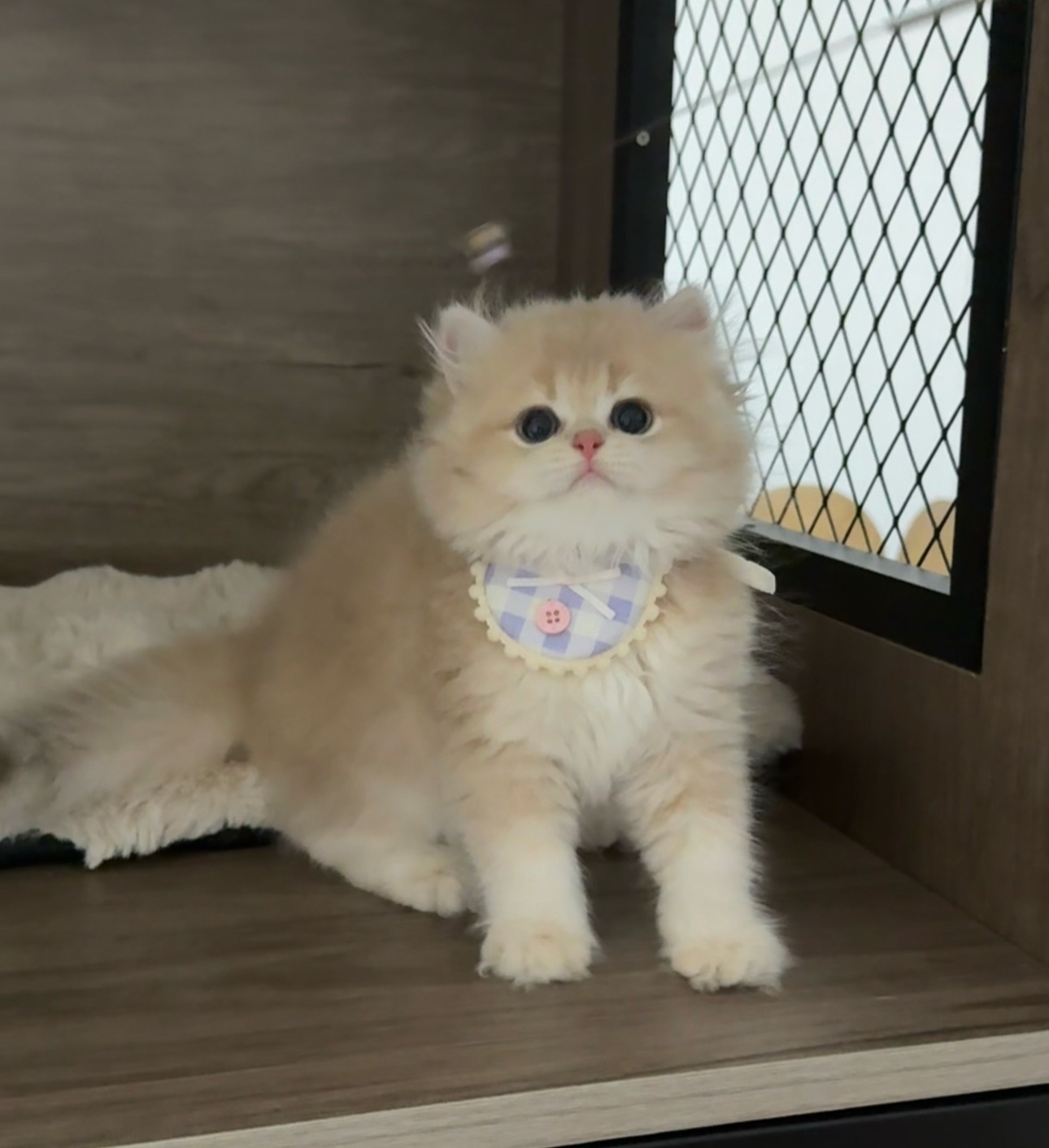 可颂猫舍