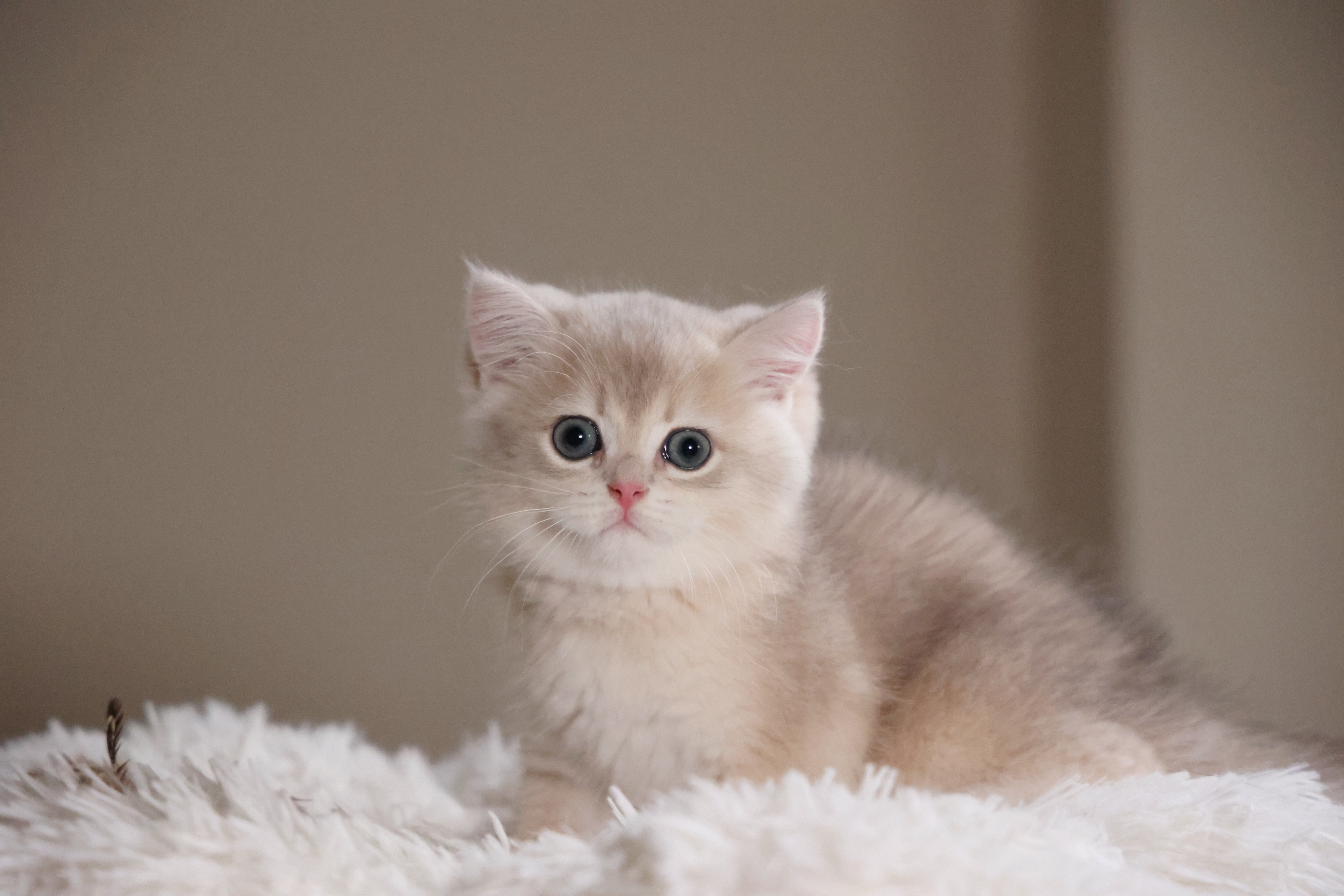 可颂猫舍