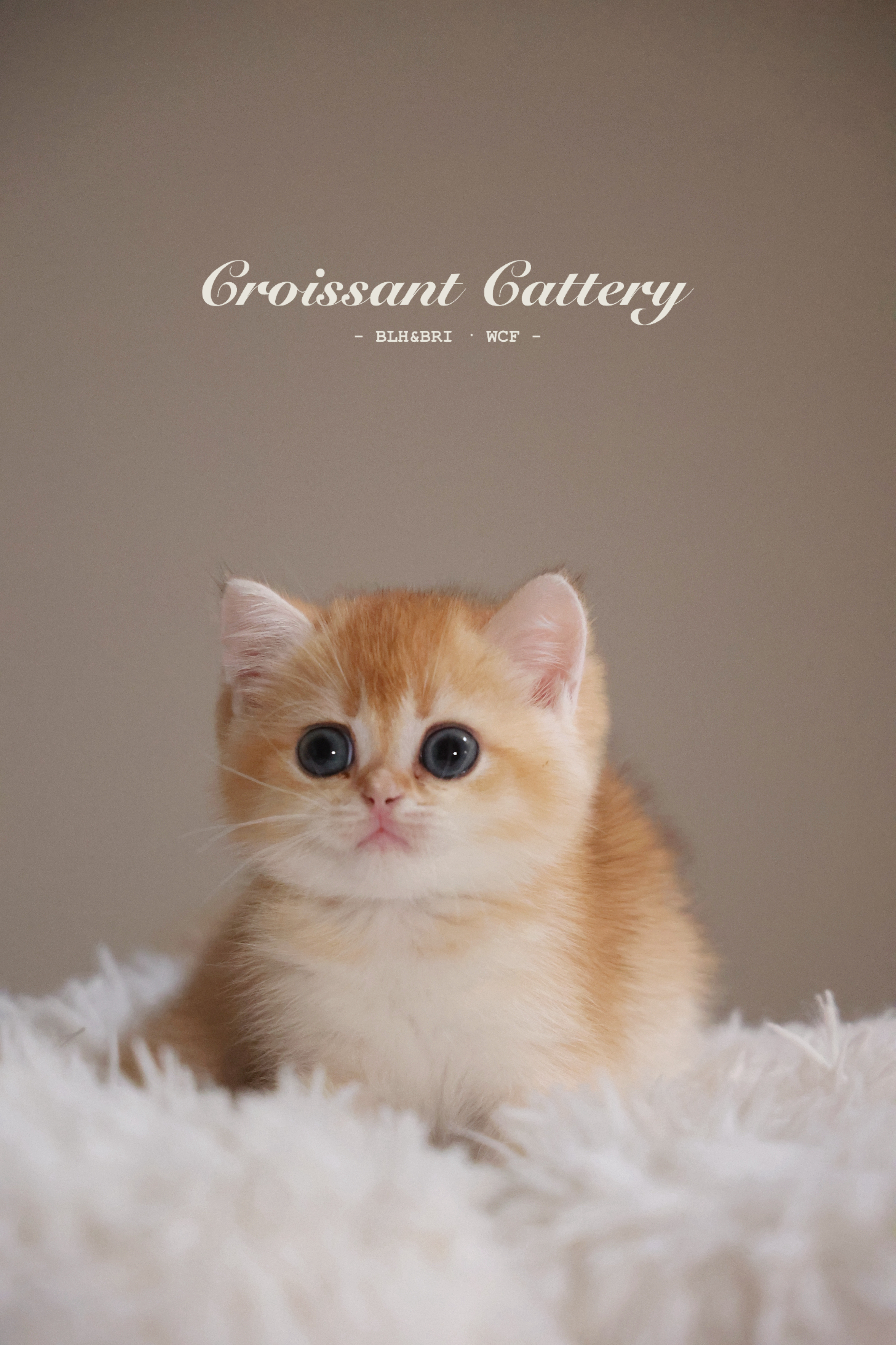 可颂猫舍